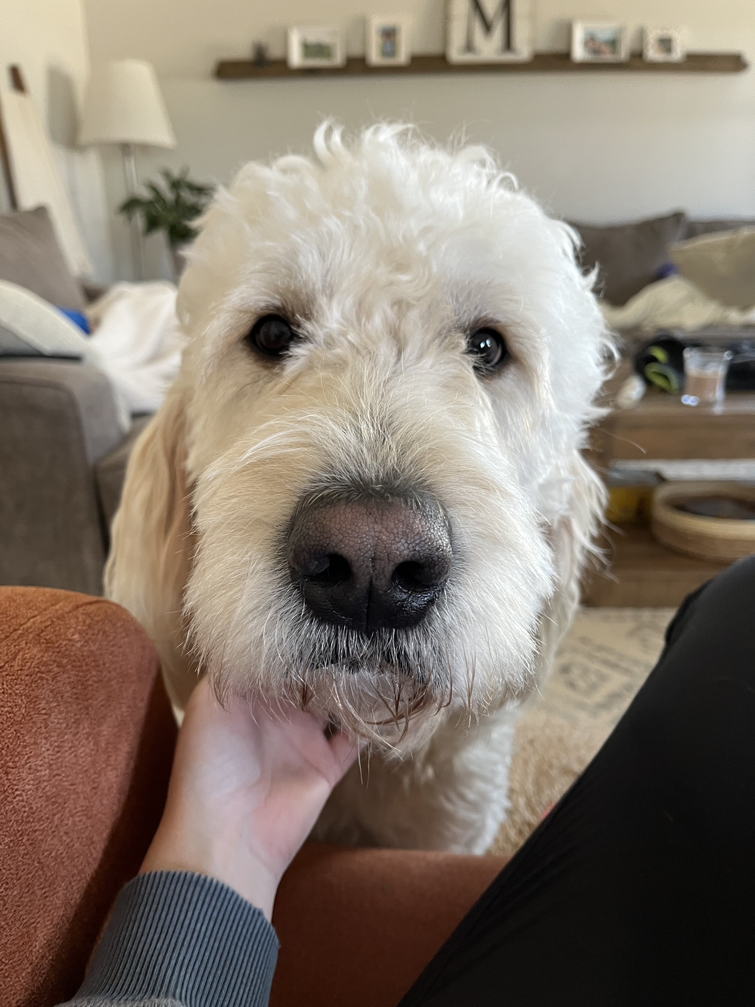 6 year old goldendoodle image 6