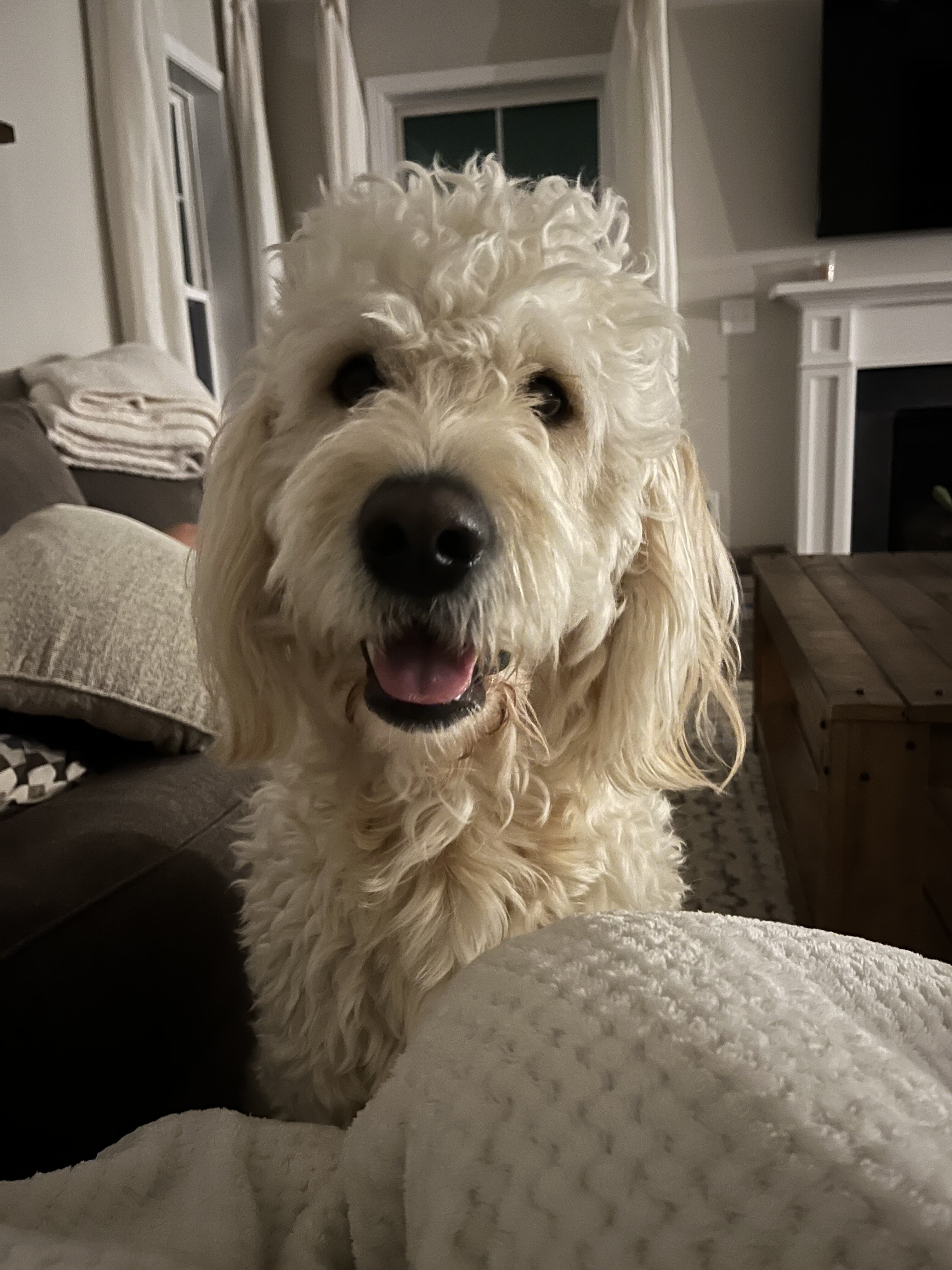 6 year old goldendoodle image 7