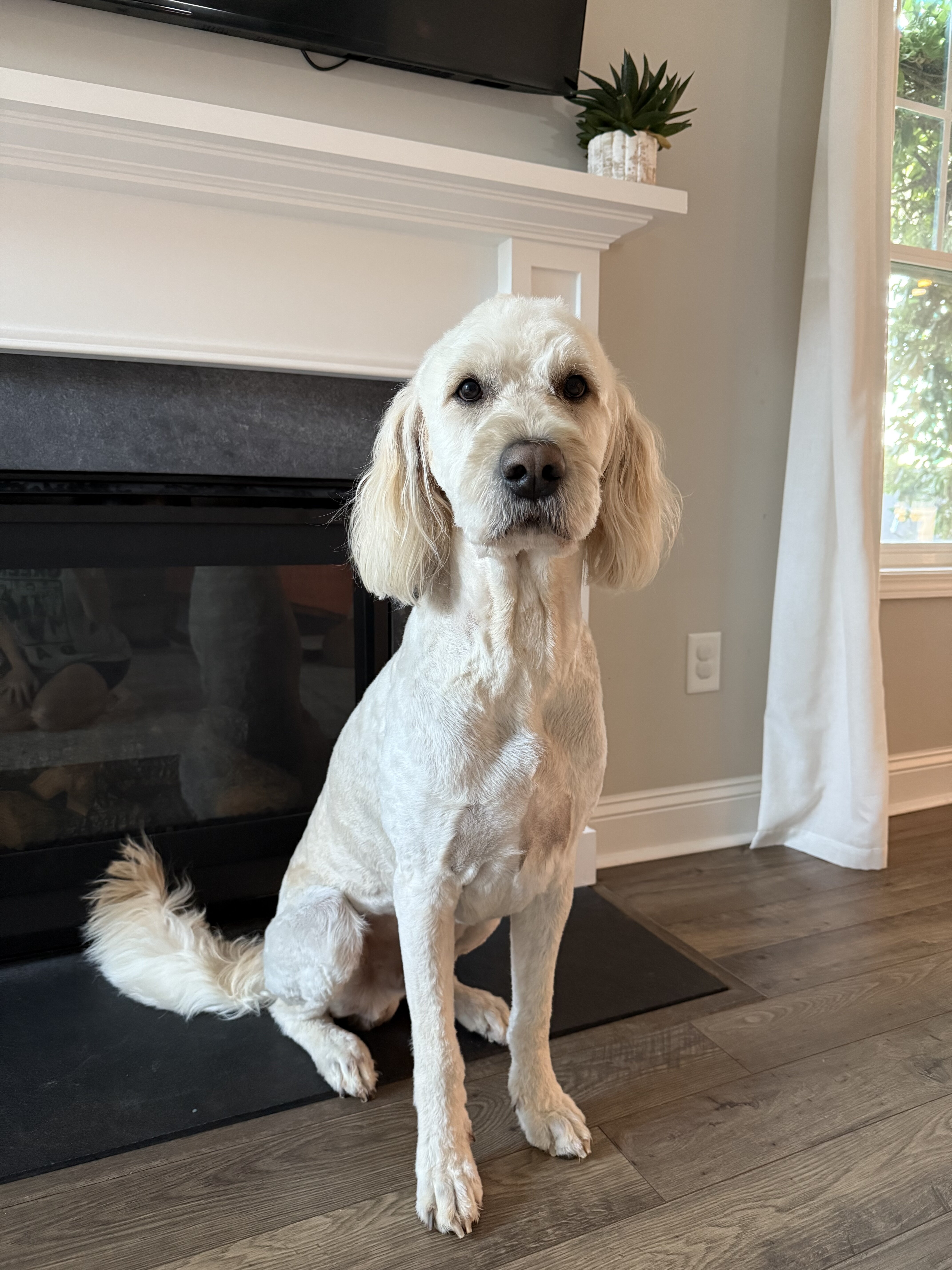 6 year old goldendoodle image 1