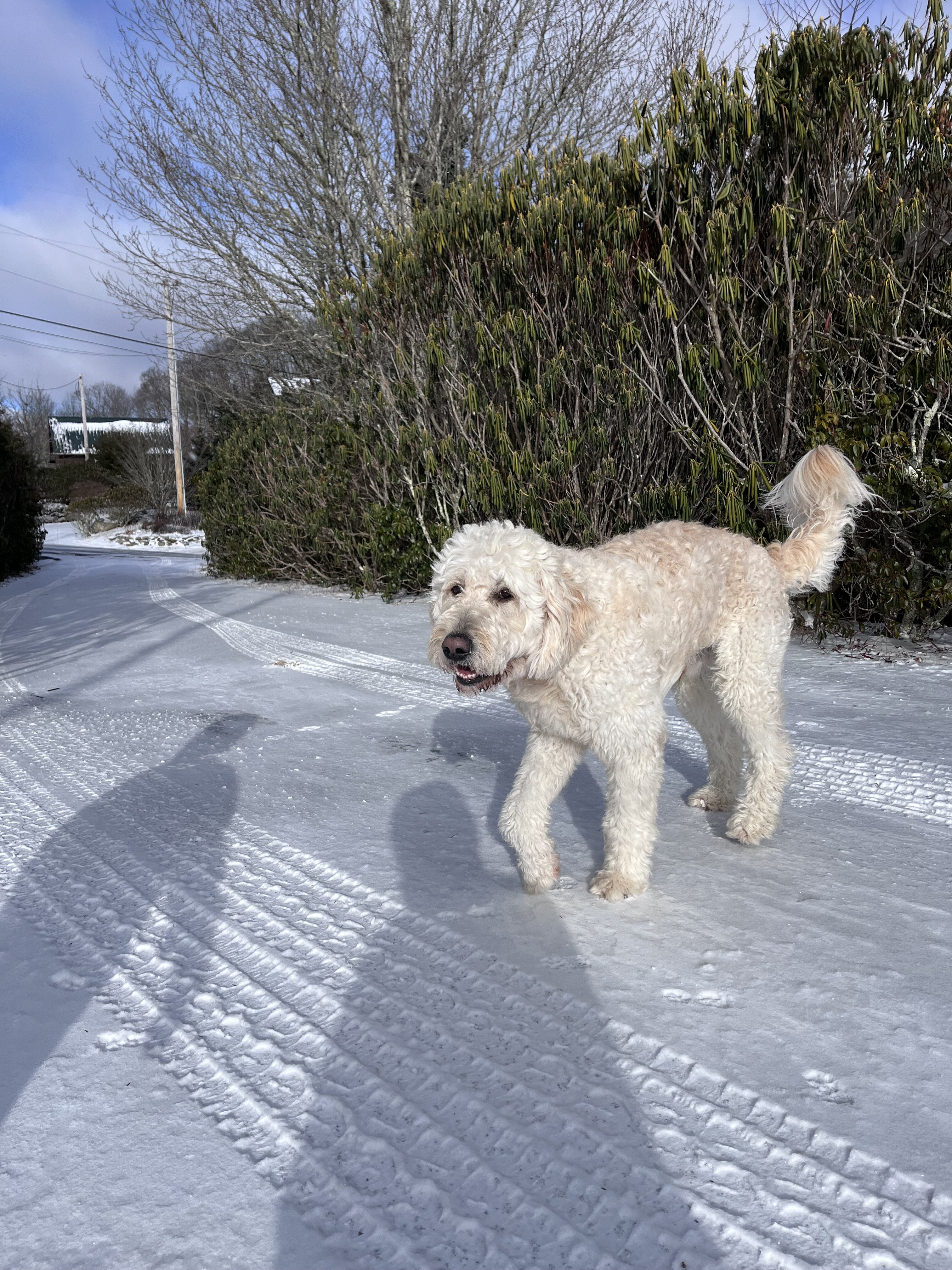 6 year old goldendoodle image 5