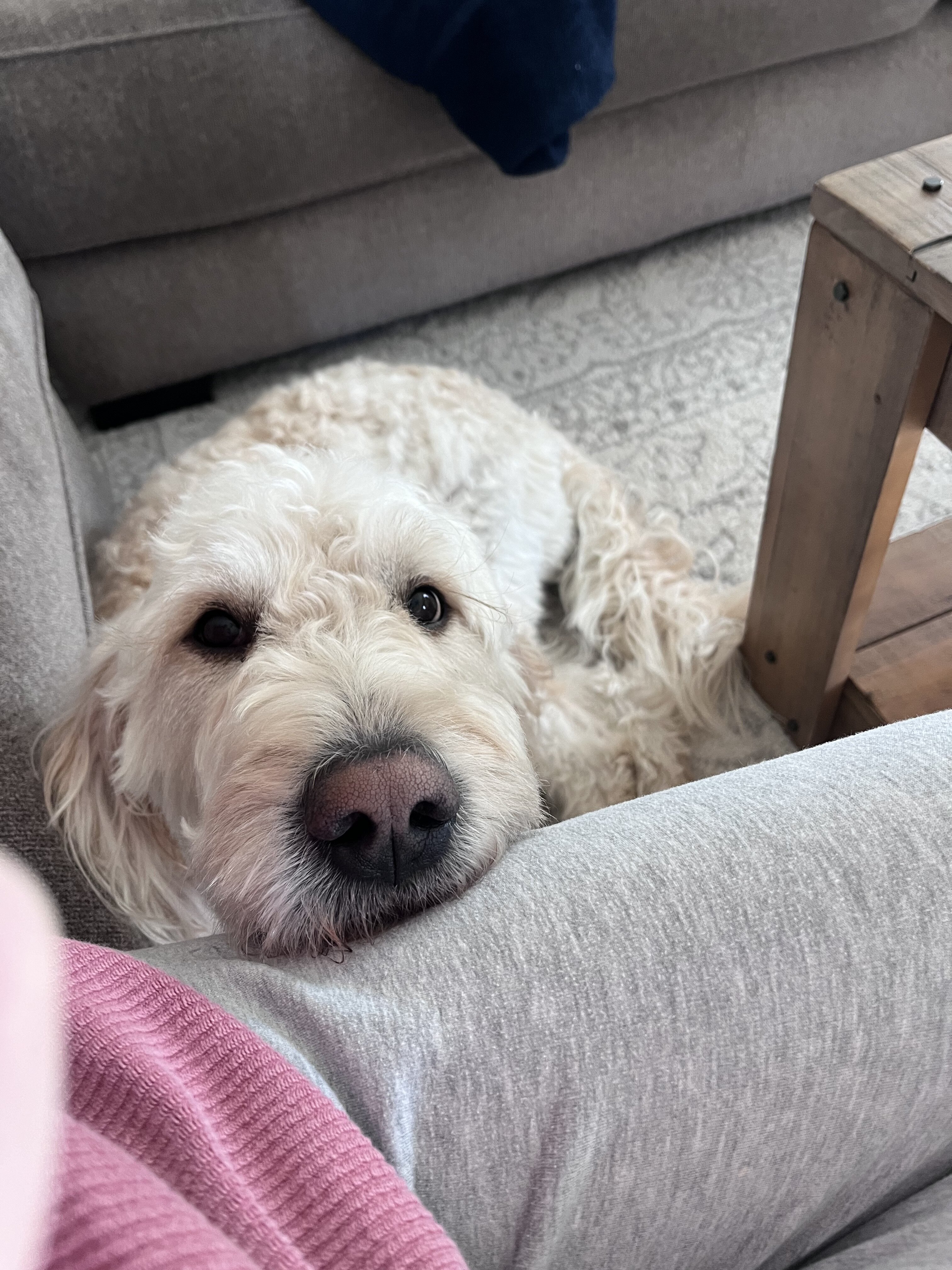 6 year old goldendoodle image 4