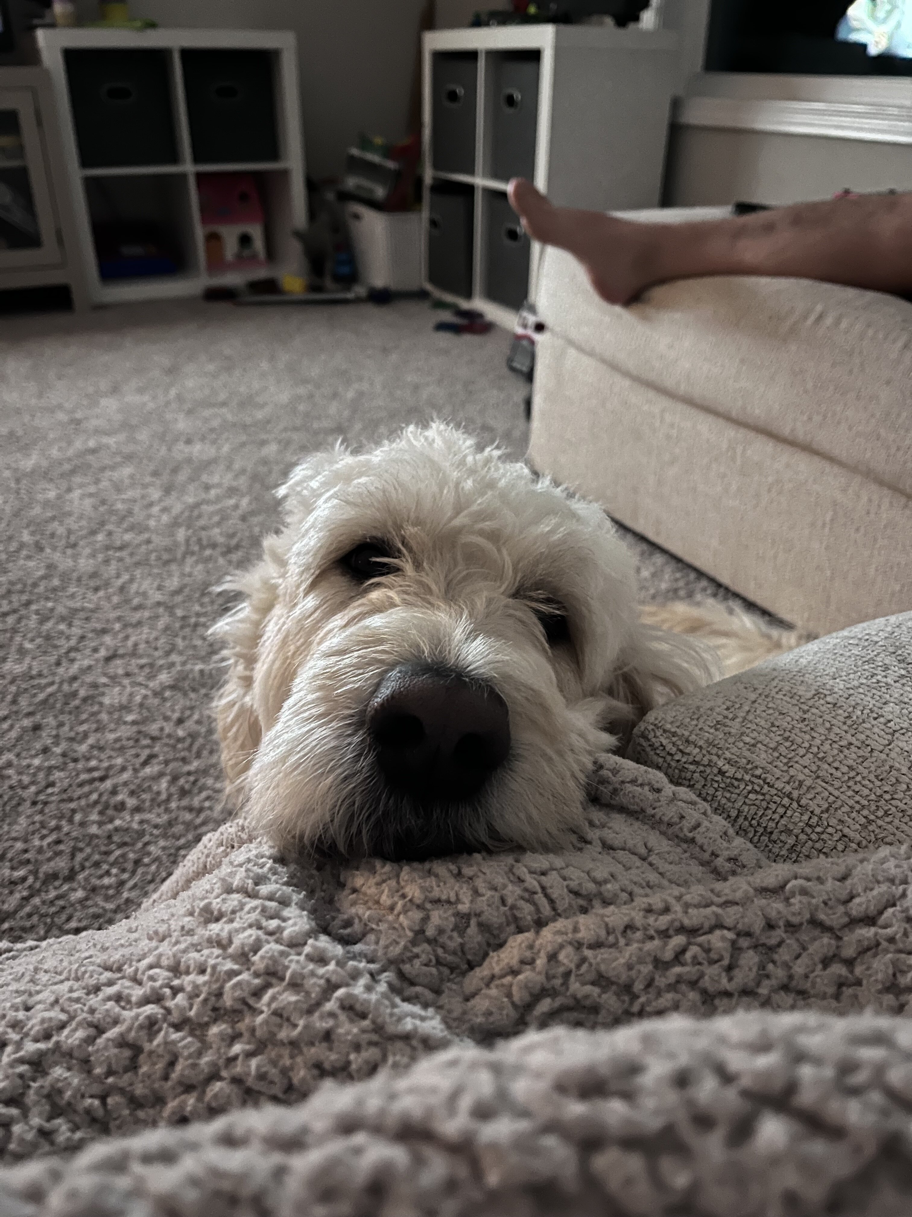 6 year old goldendoodle image 3