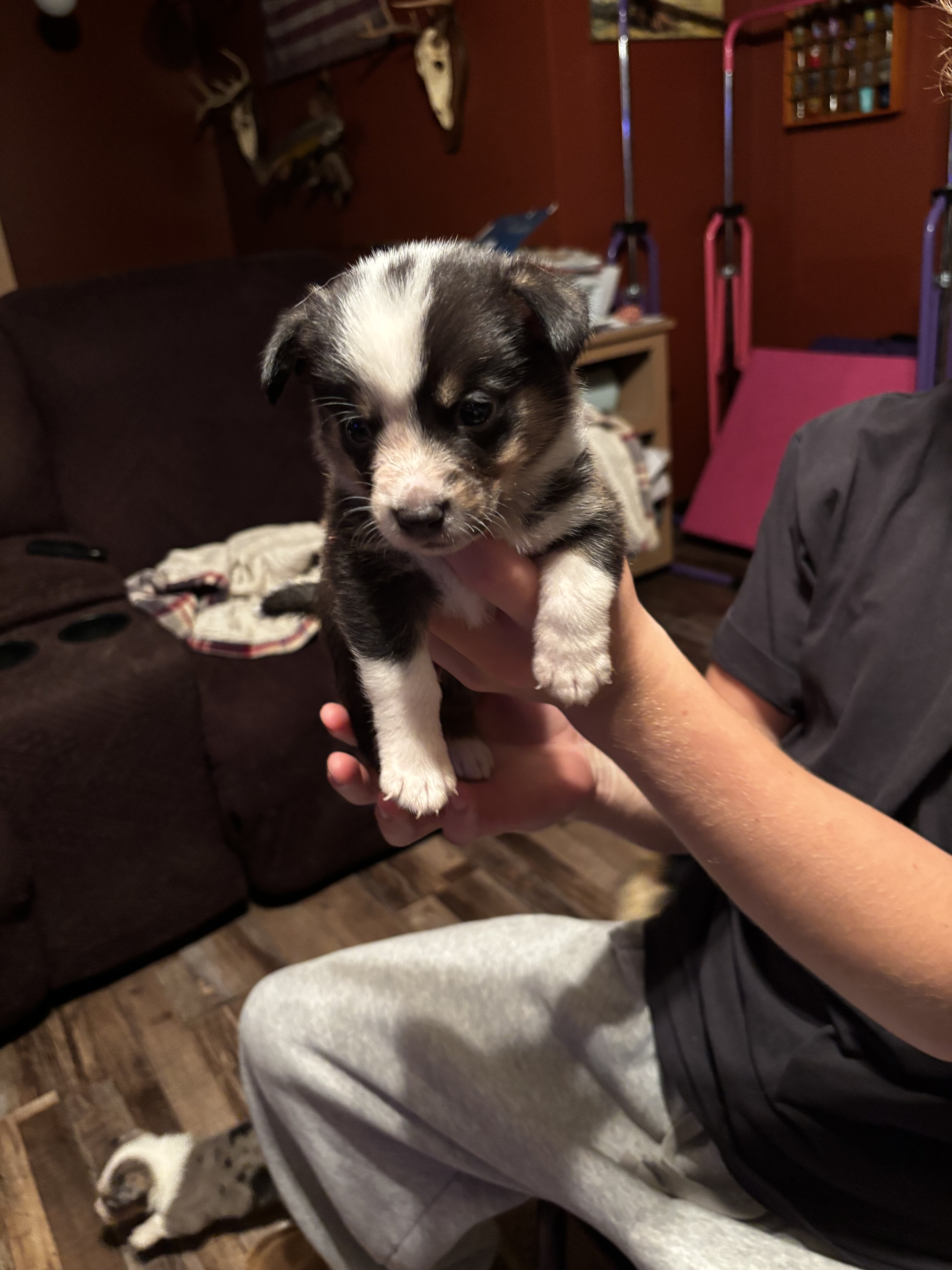 Corgi puppies image 1