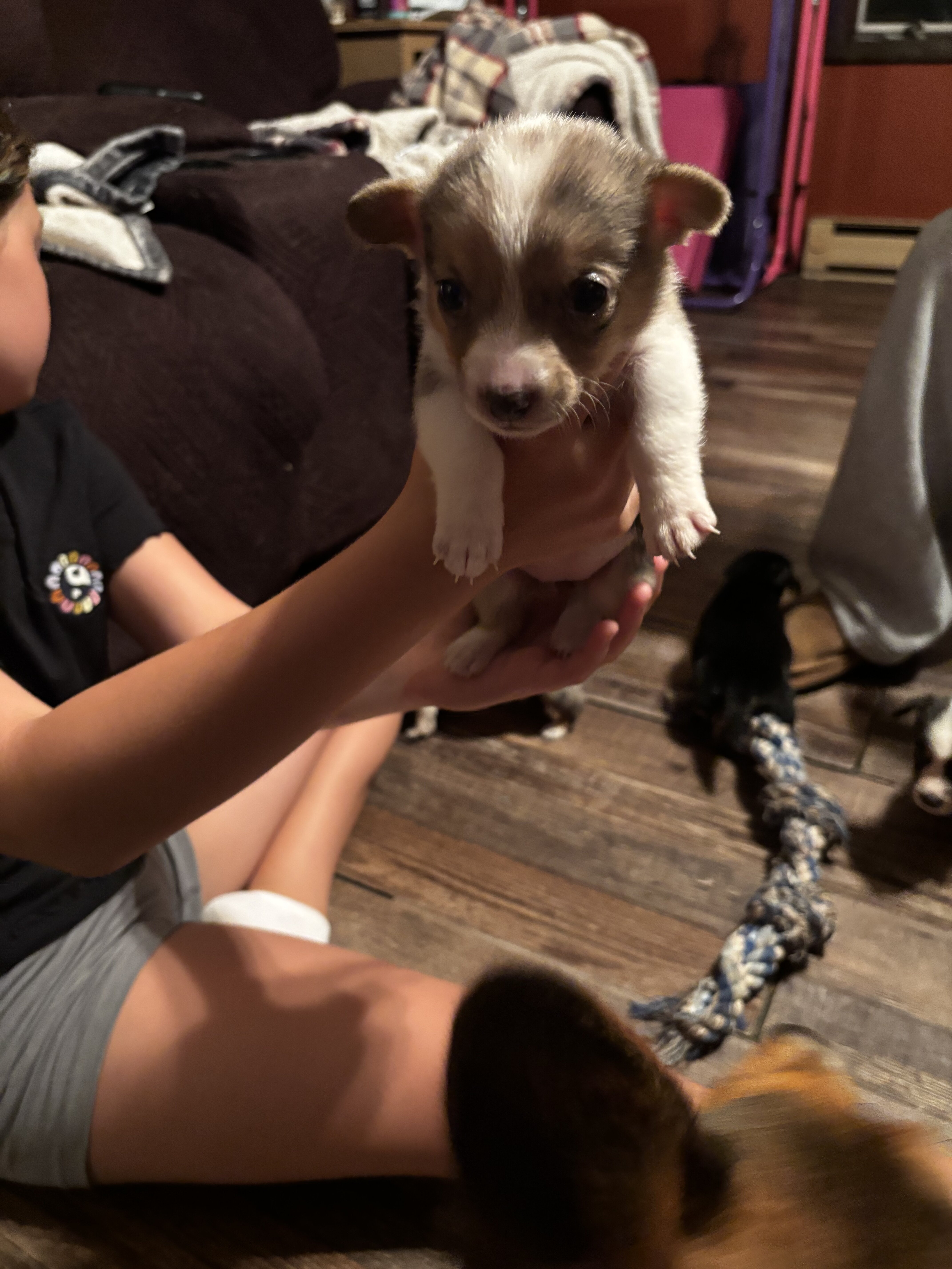 Corgi puppies image 2