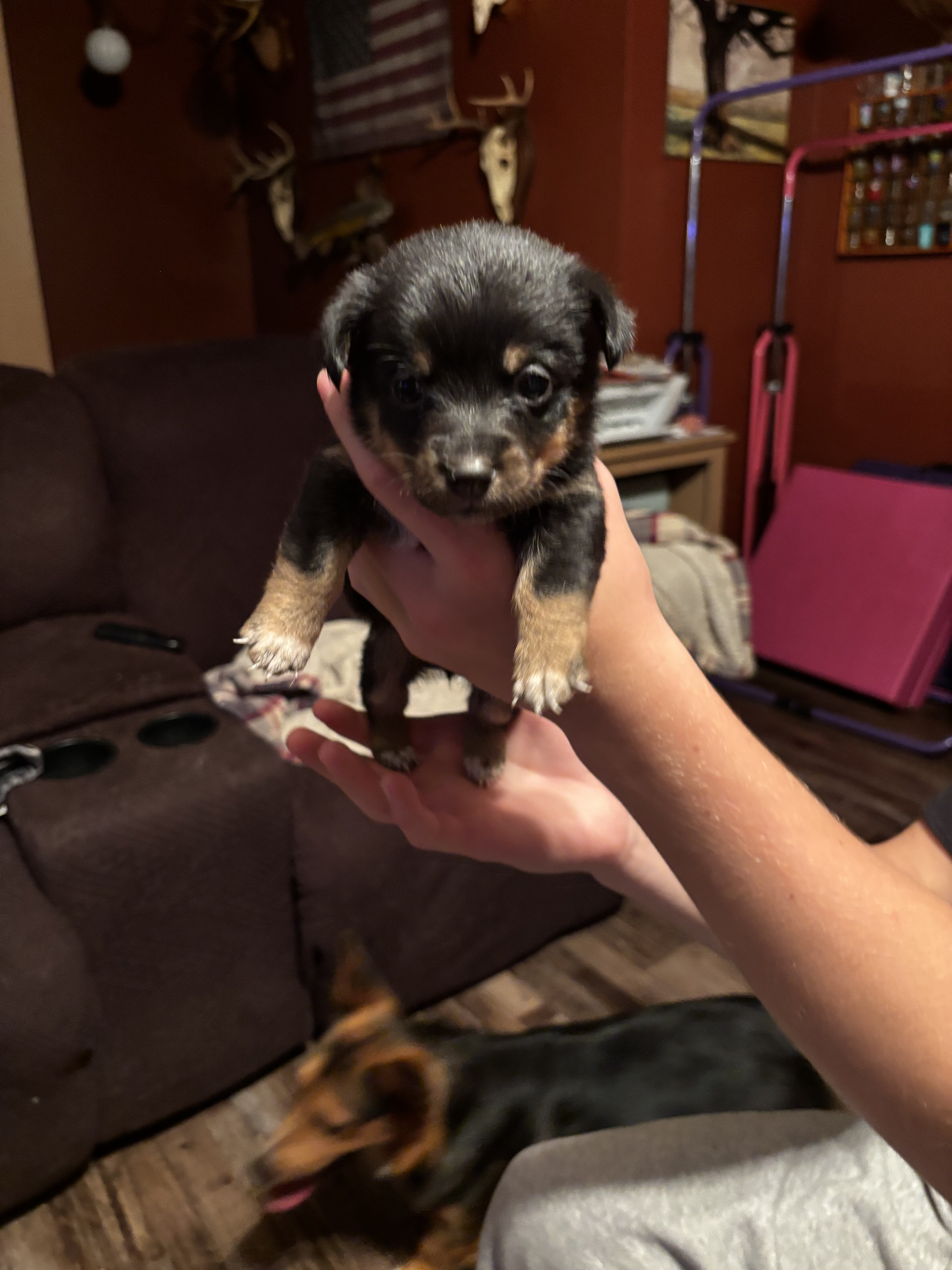 Corgi puppies image 3