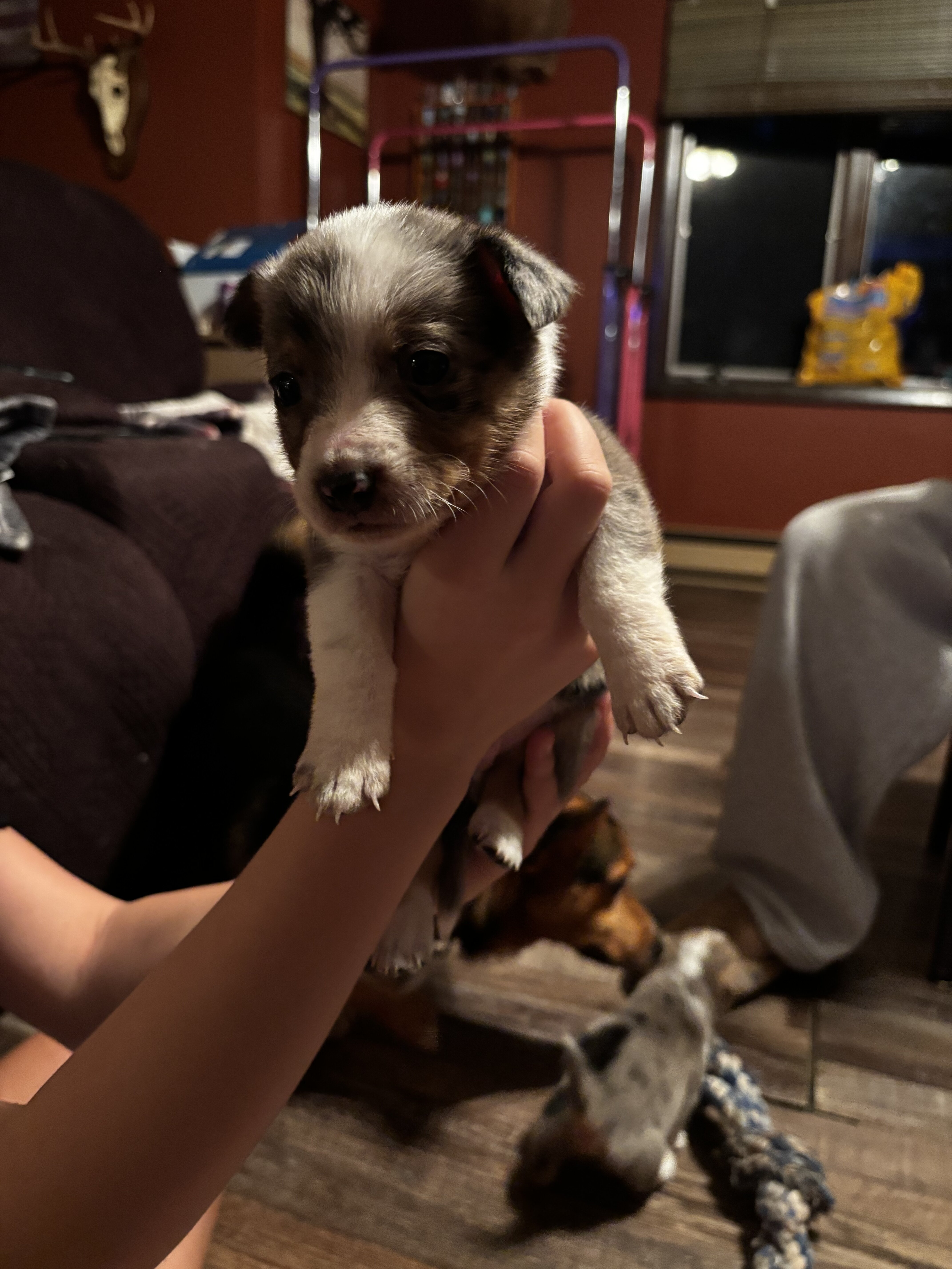 Corgi puppies image 4