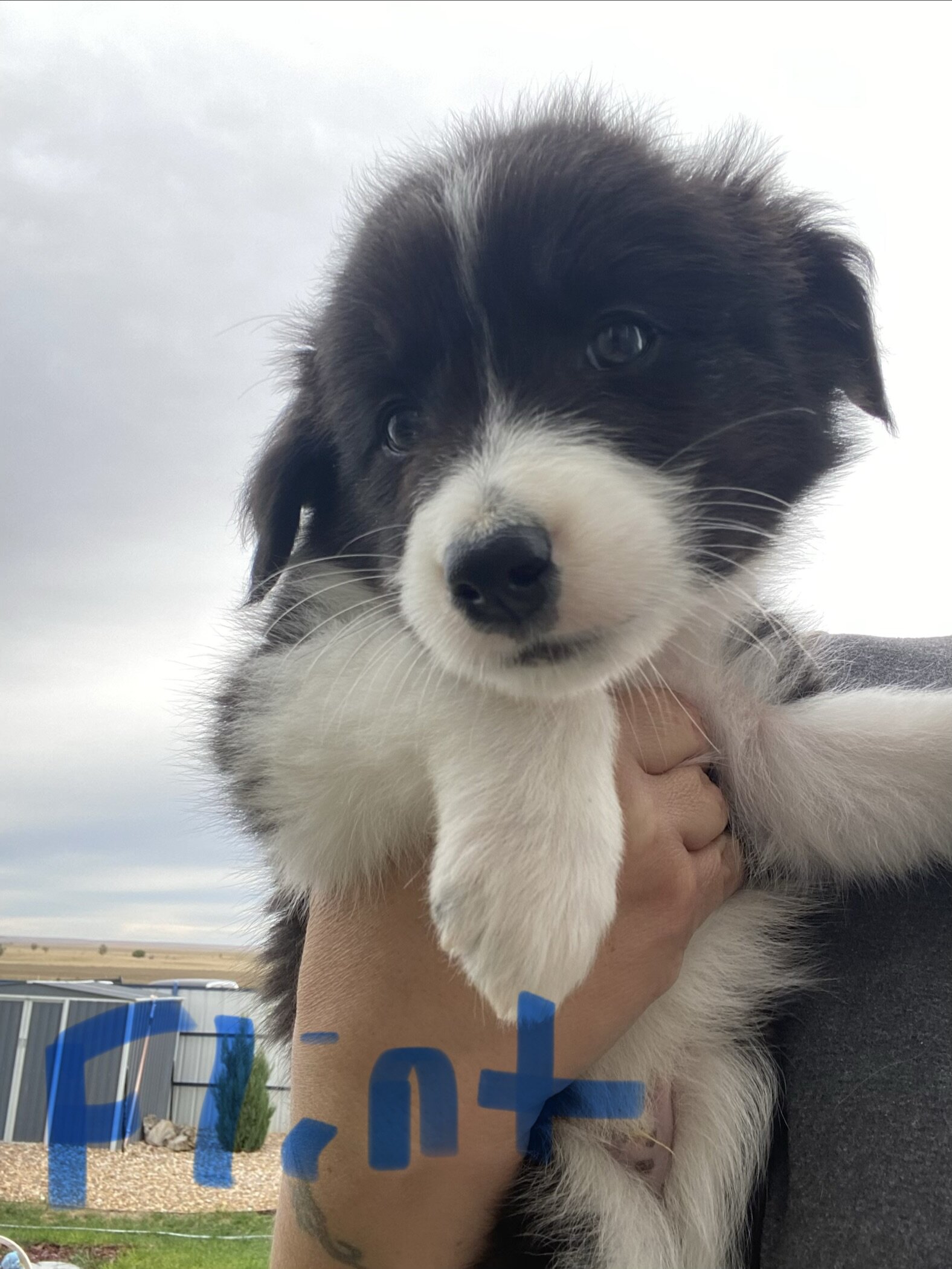 Australian shepherds image 4