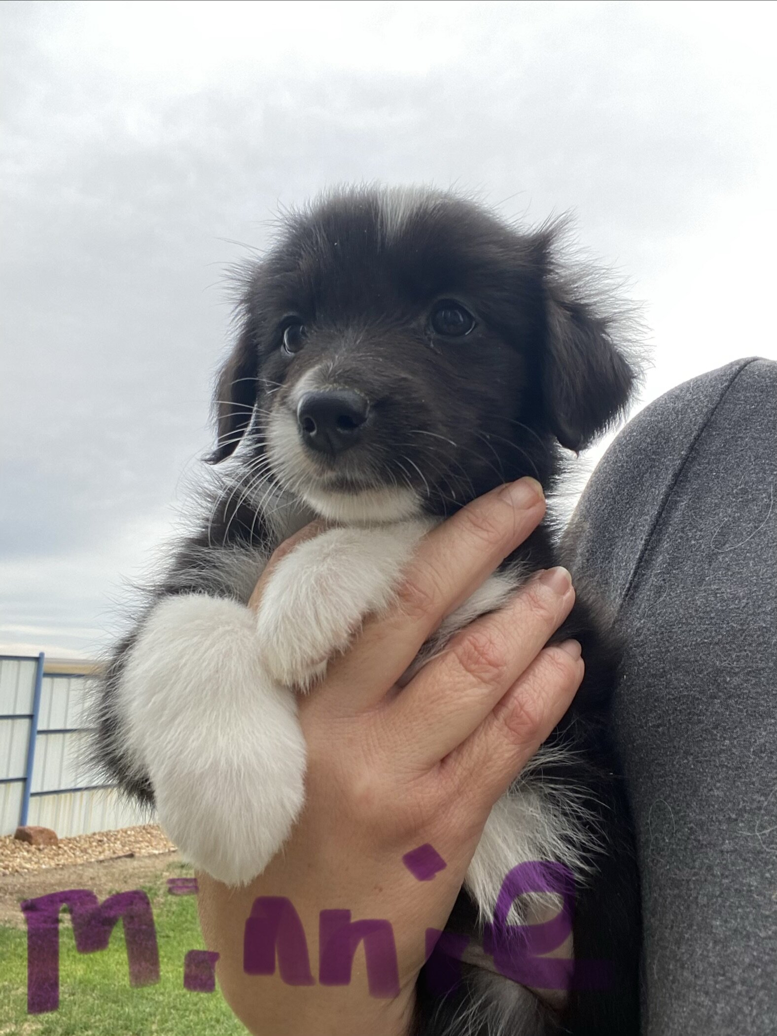 Australian shepherds image 3