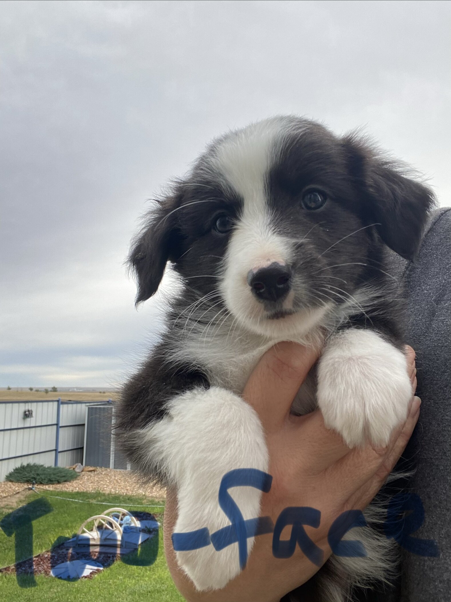 Australian shepherds image 2