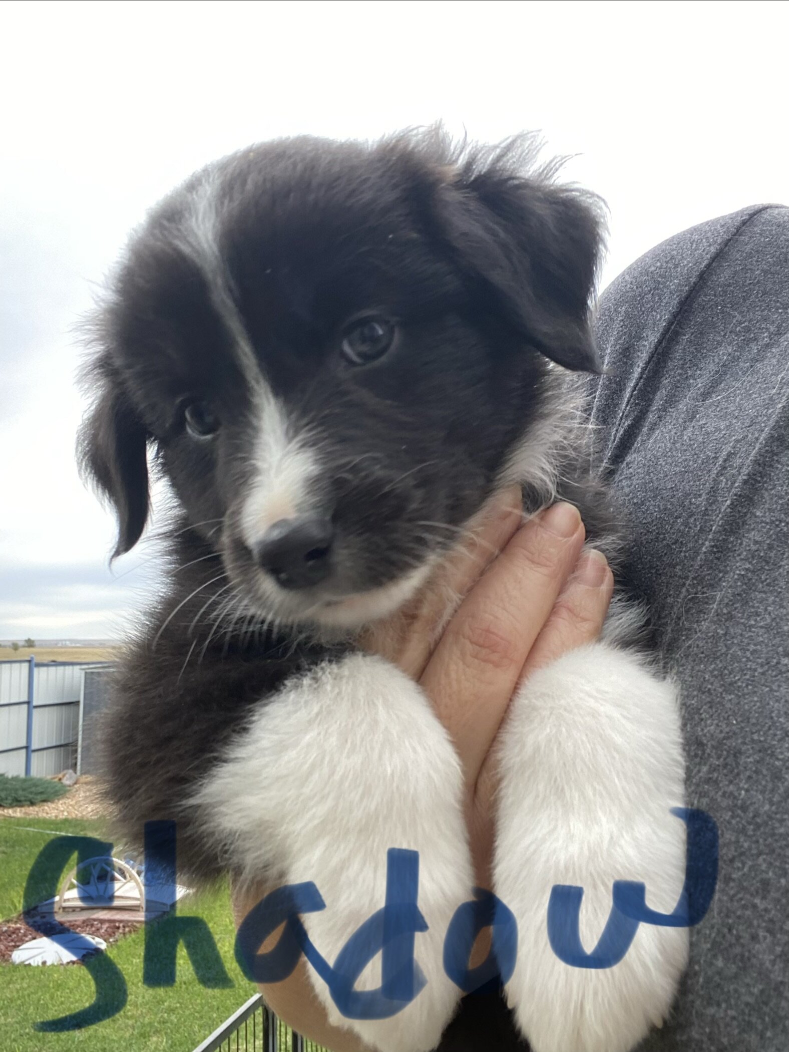 Australian shepherds image 1