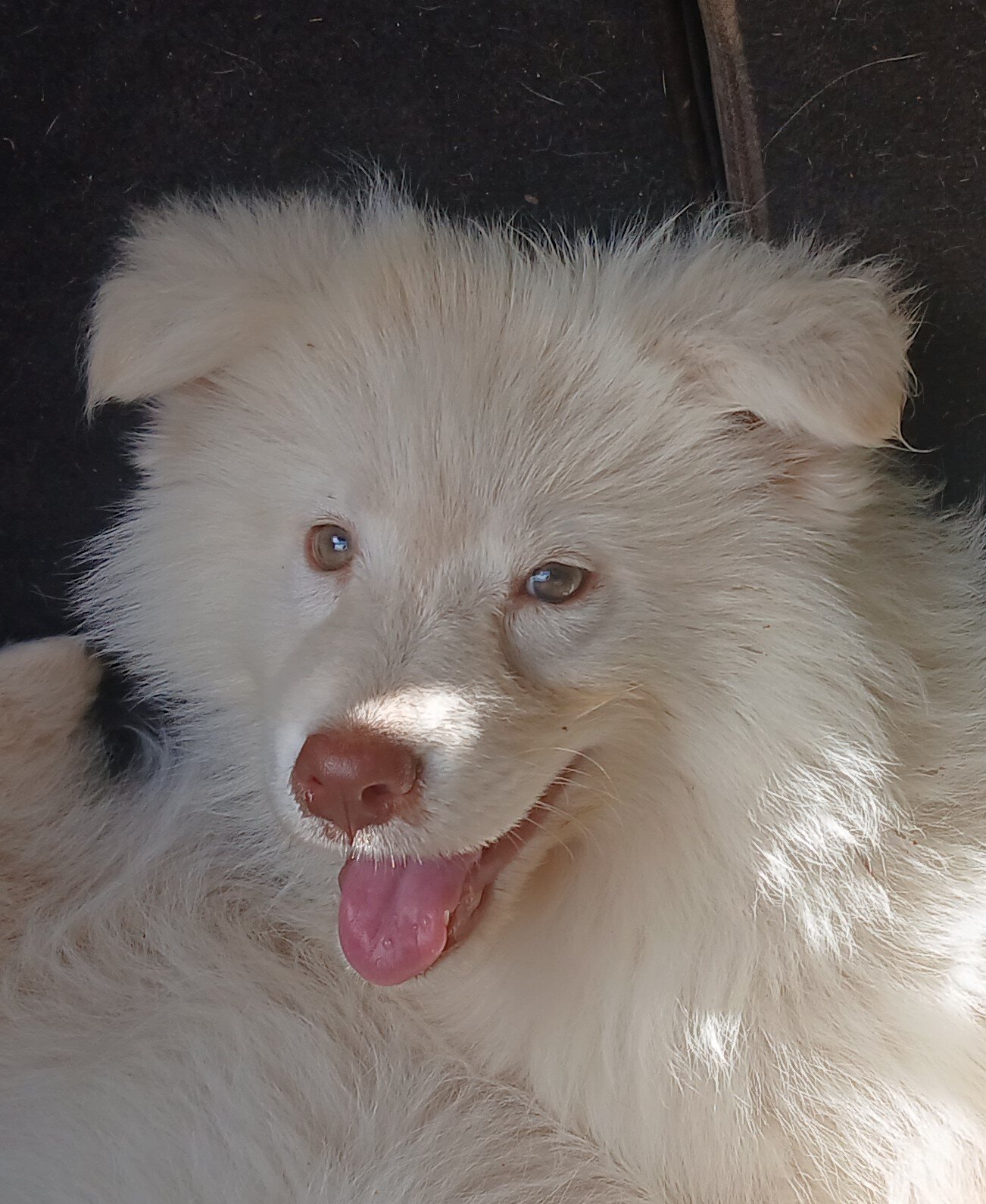 Adoption only- Husky Hybrid image 1