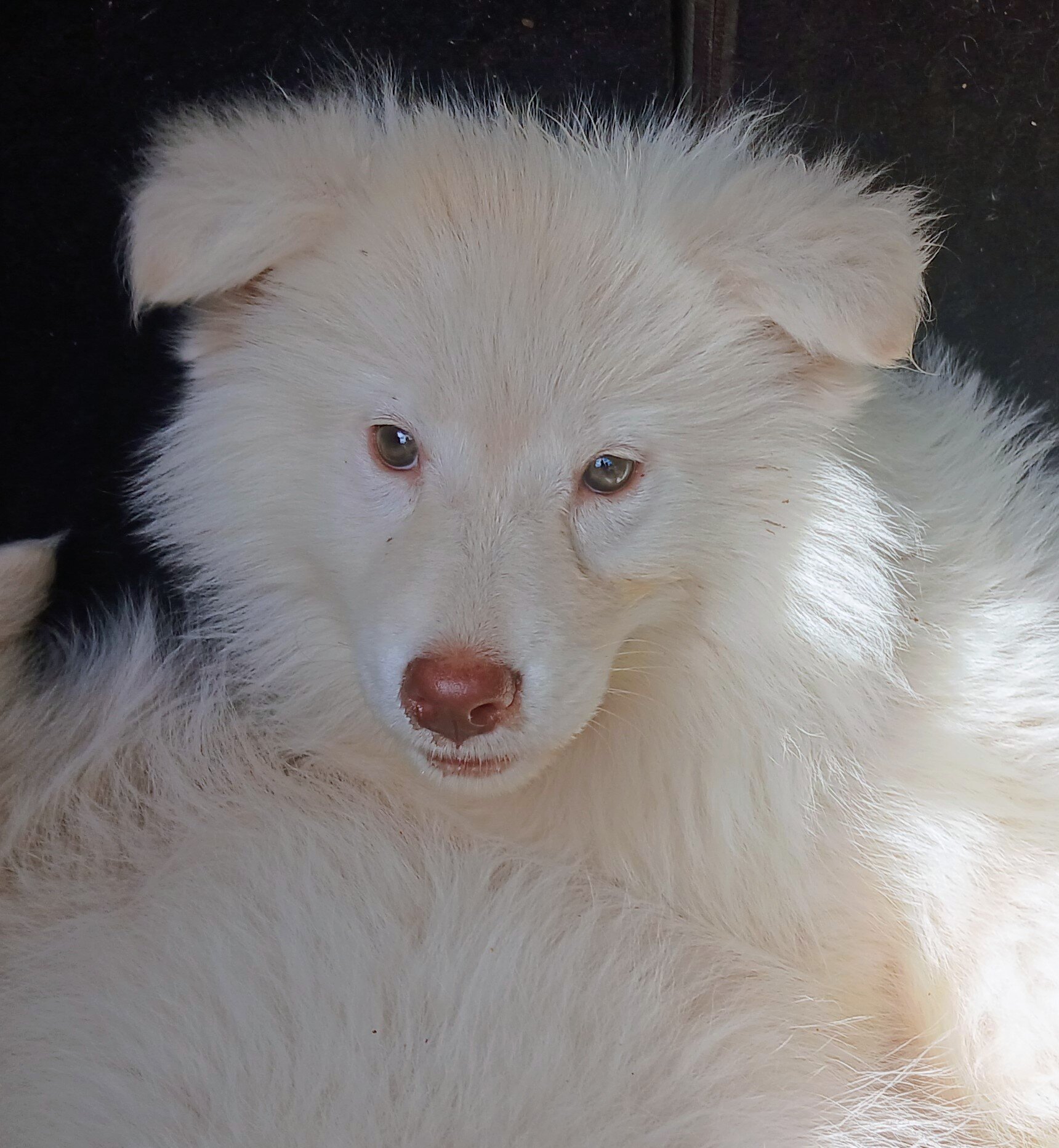 Adoption only- Husky Hybrid image 2