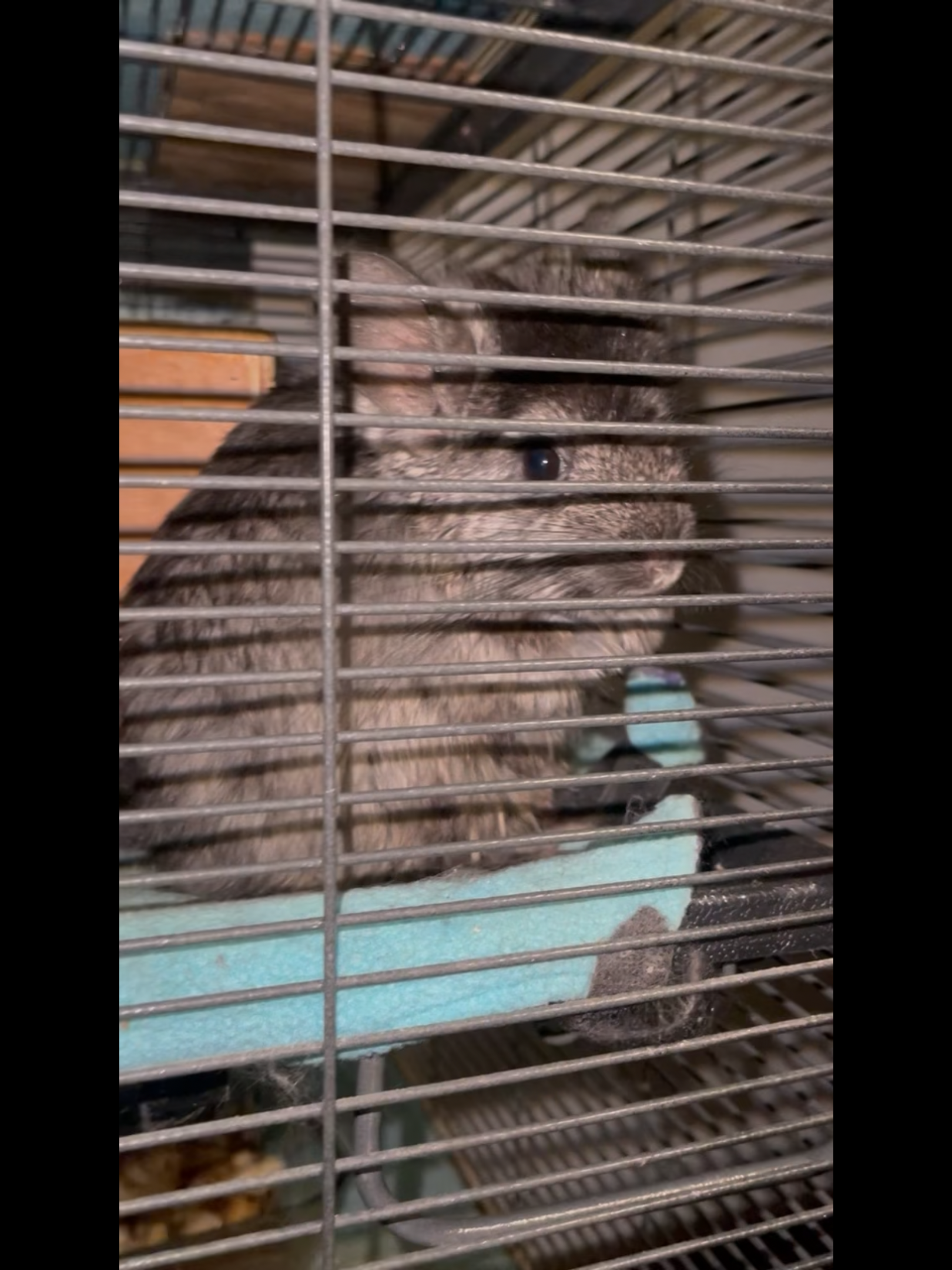 Female Angora (Long Hair) Chinchilla image 1