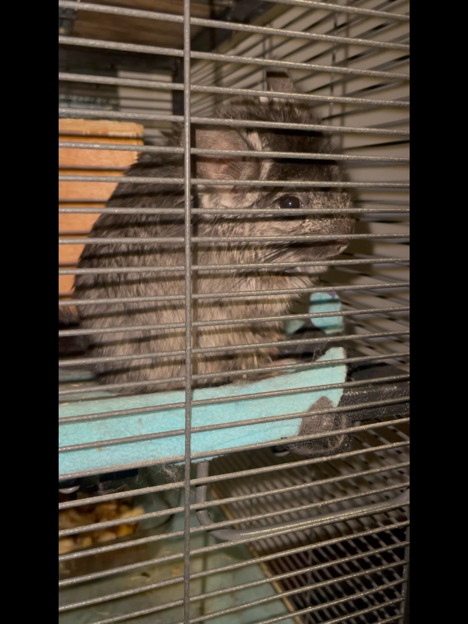 Female Angora (Long Hair) Chinchilla image 2