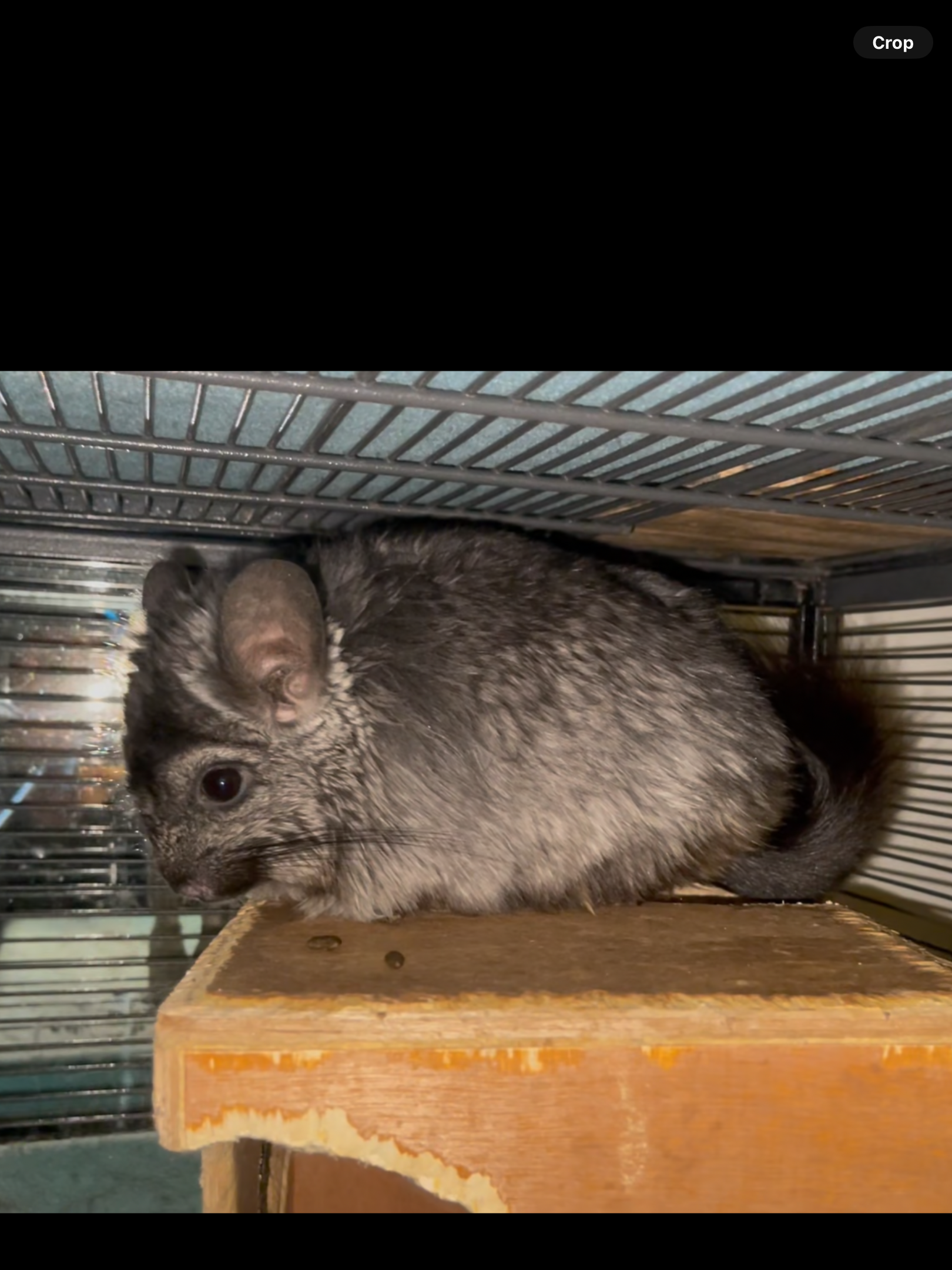 Female Angora (Long Hair) Chinchilla image 3