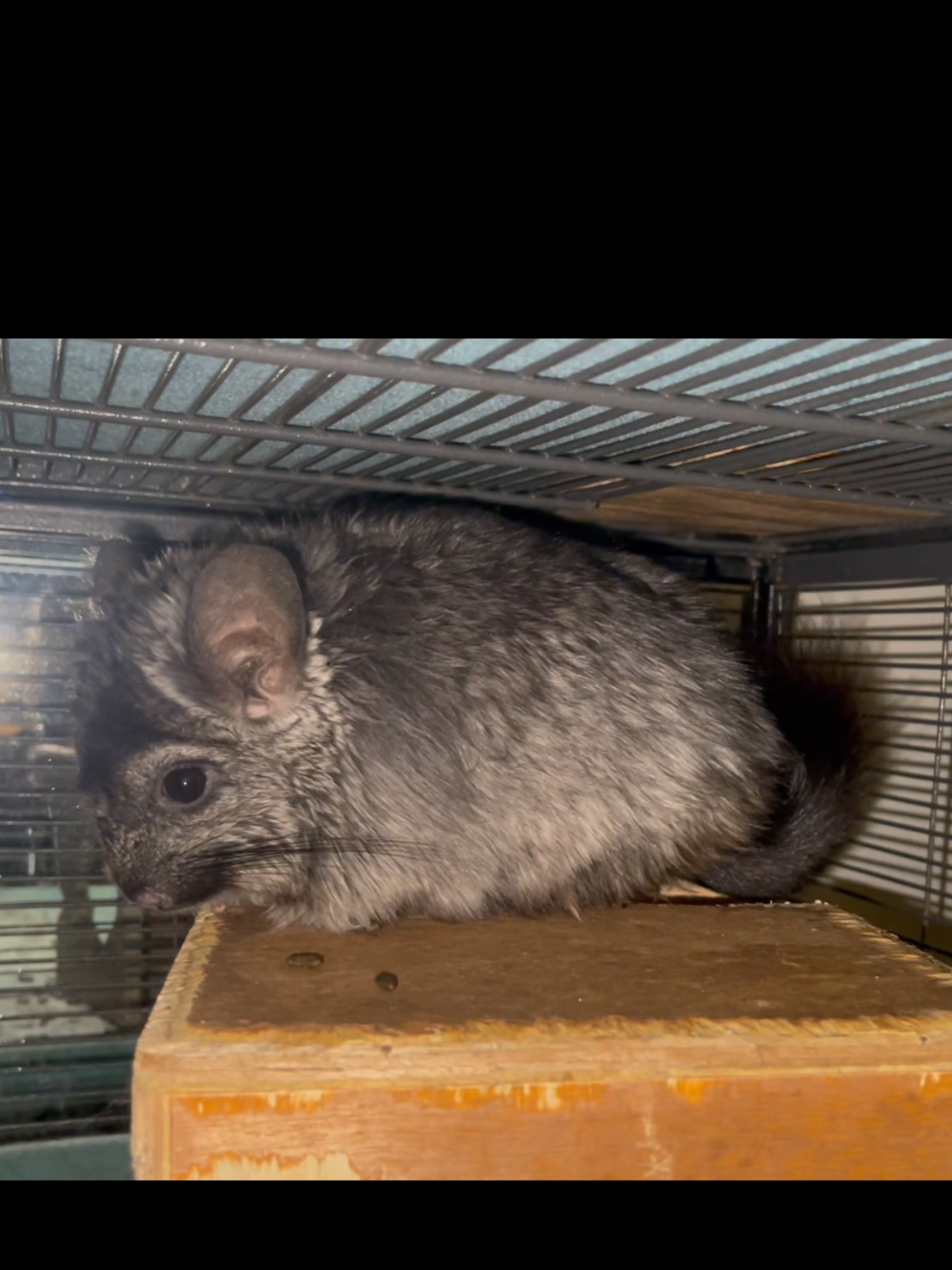 Female Angora (Long Hair) Chinchilla image 4