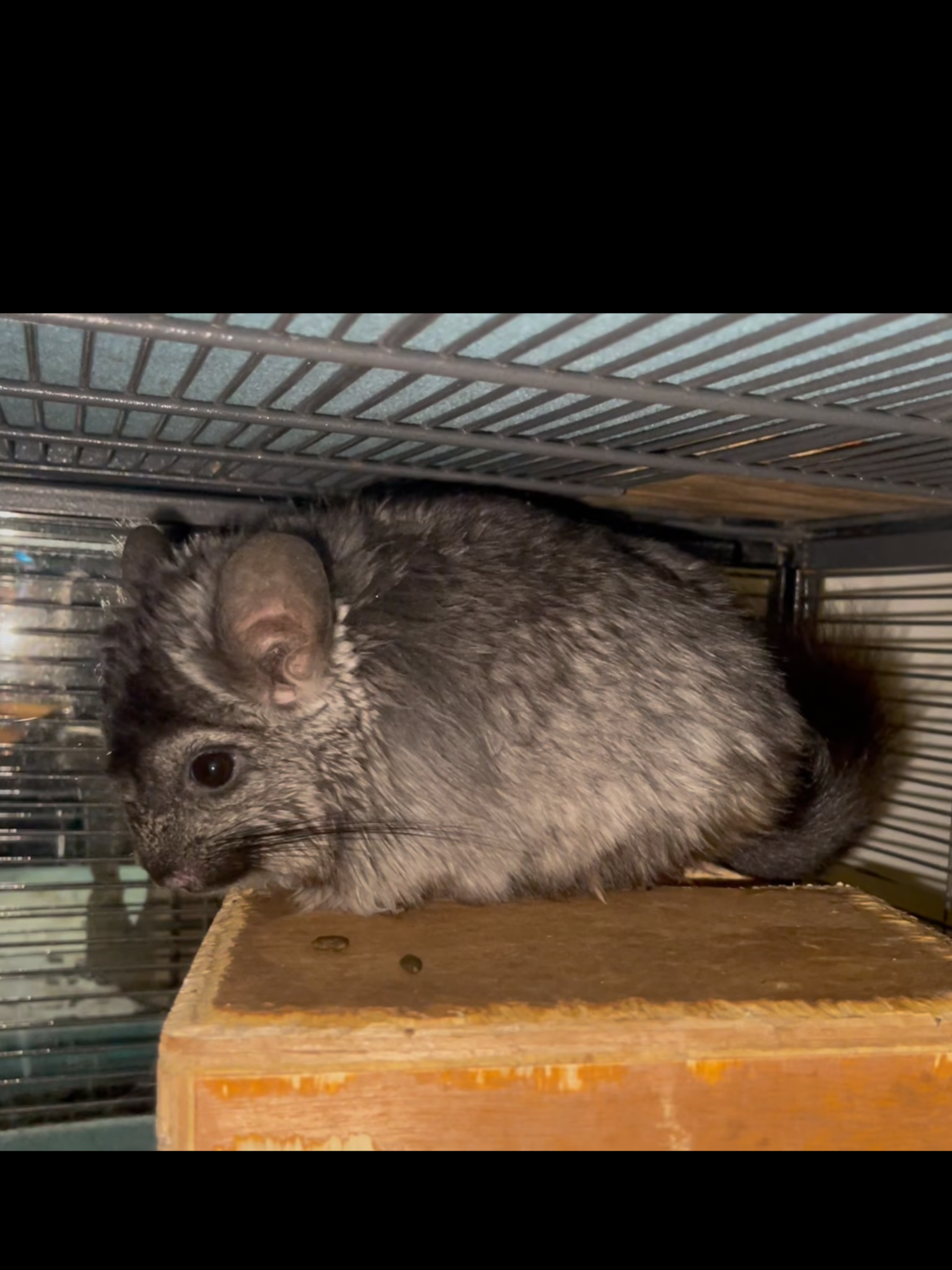 Female Angora (Long Hair) Chinchilla image 5