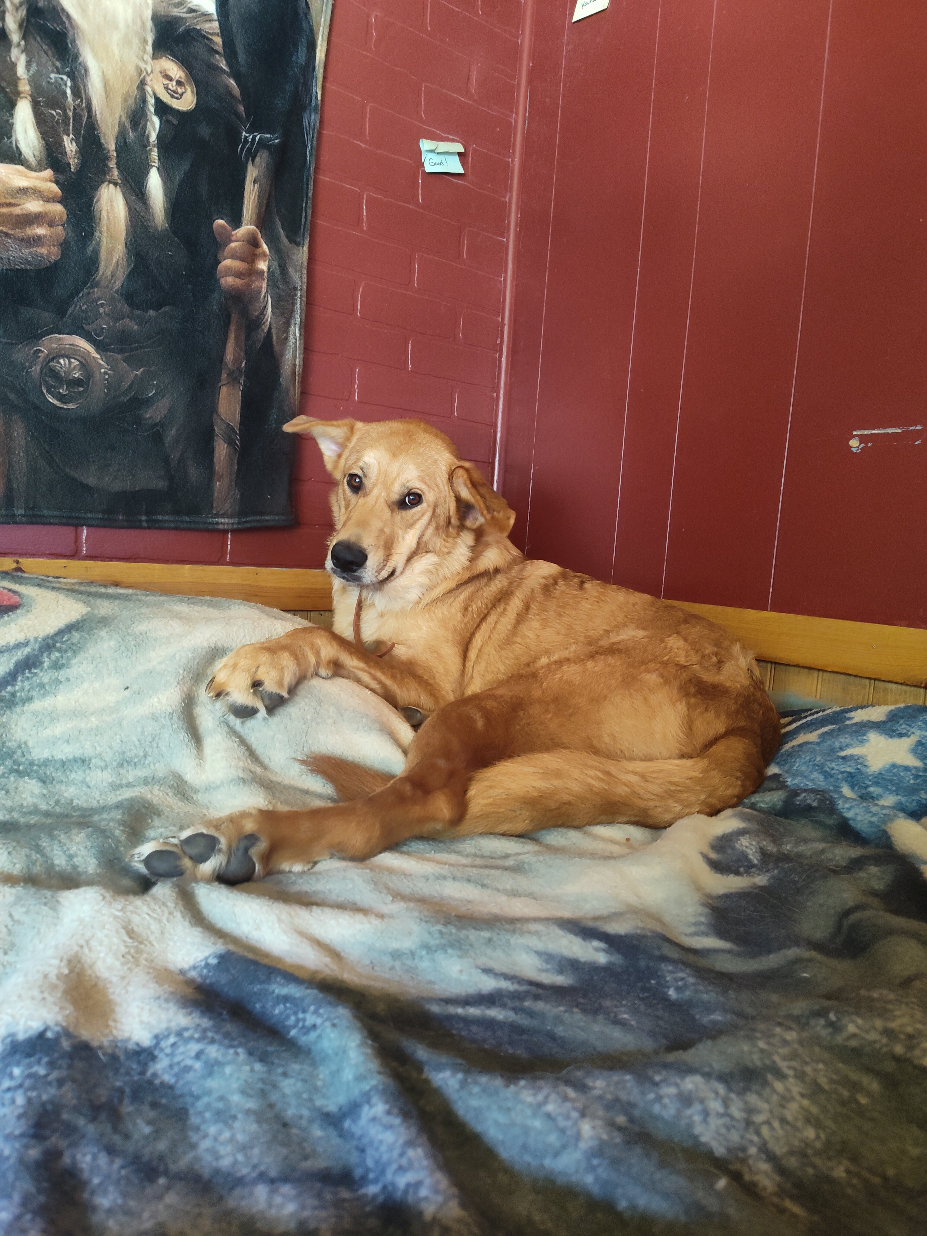 Female dog image 2