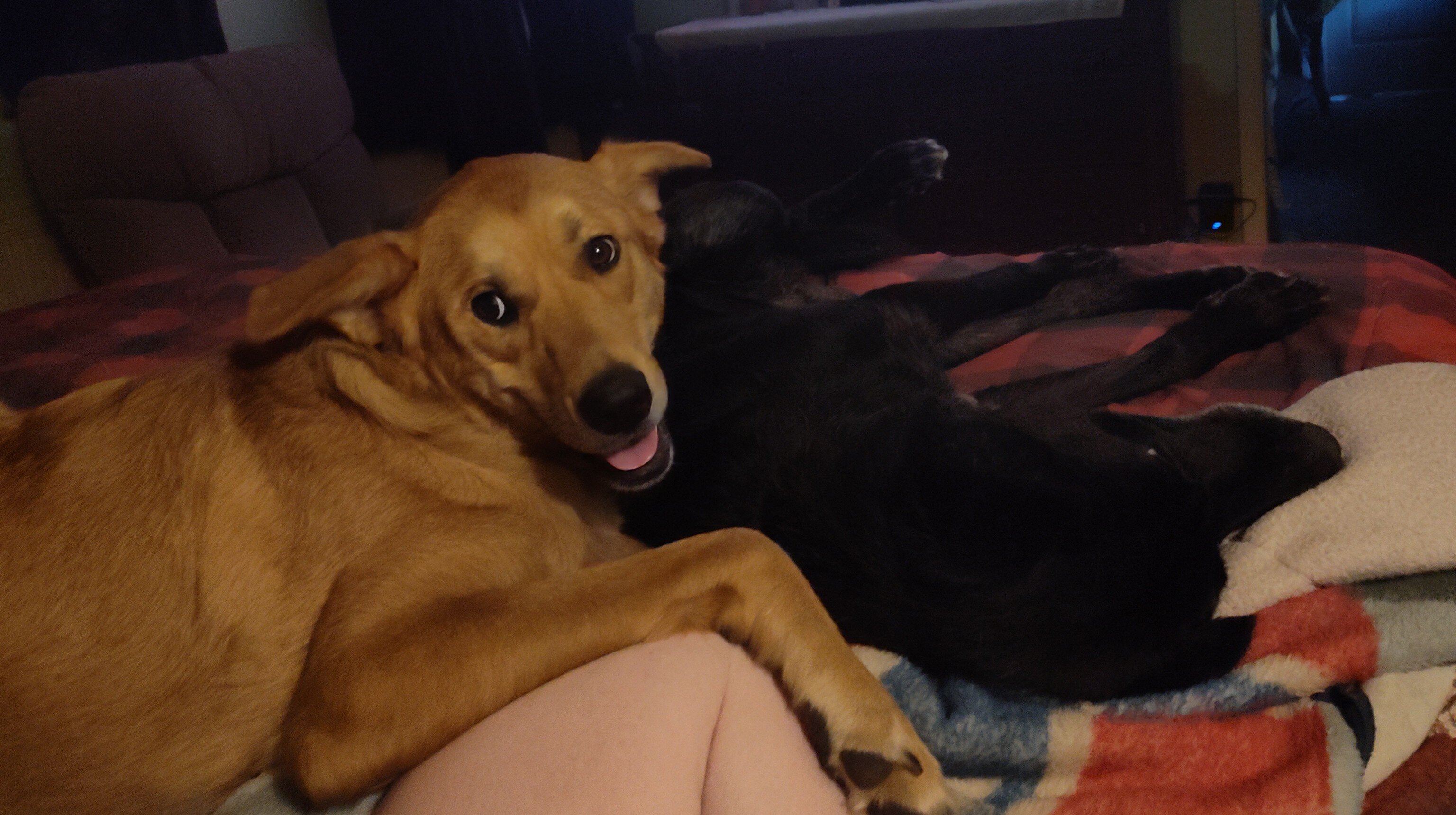 Female dog image 1