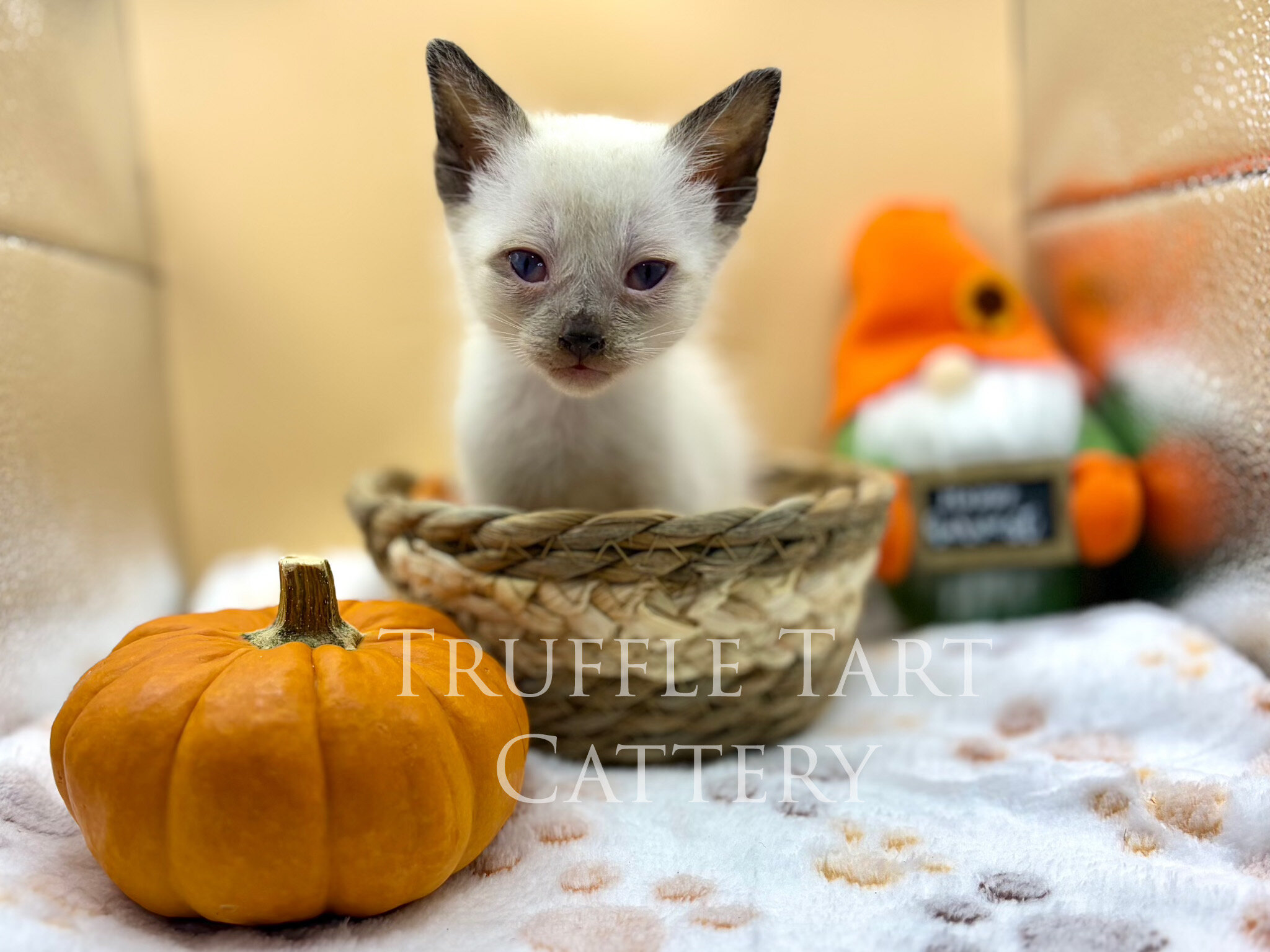 Siamese Kittens image 3
