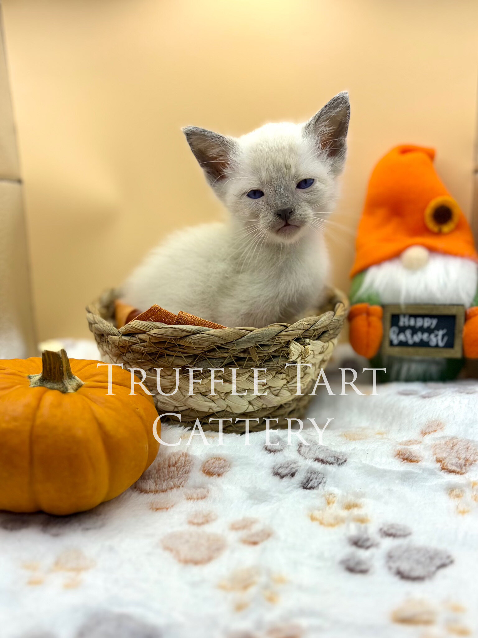 Siamese Kittens image 1