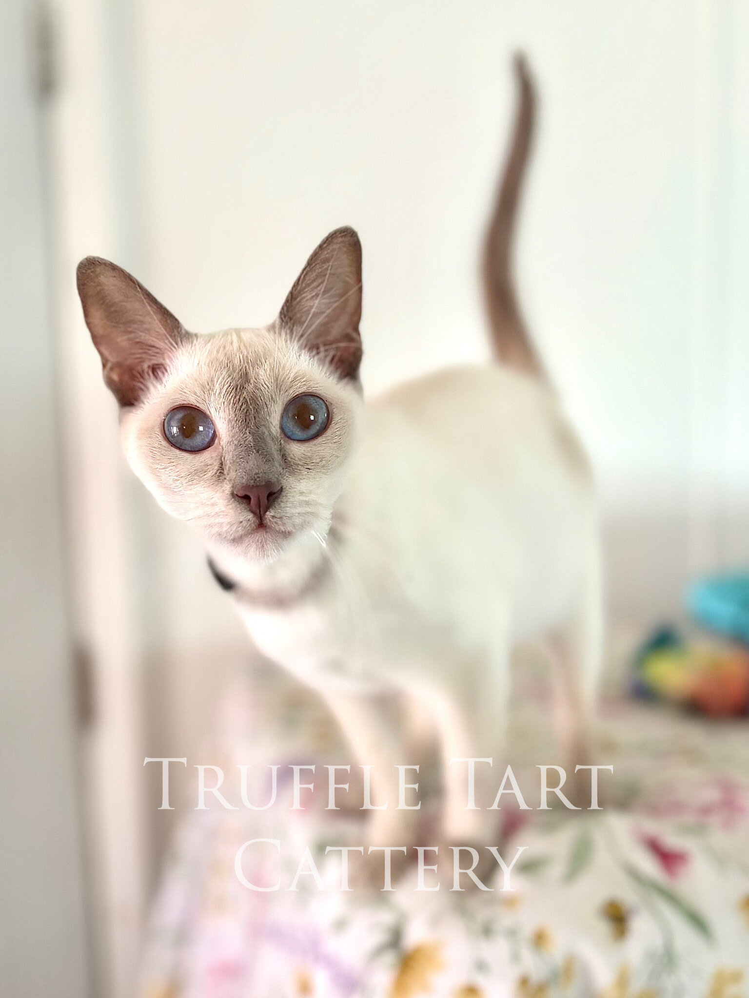 Siamese Kittens image 4