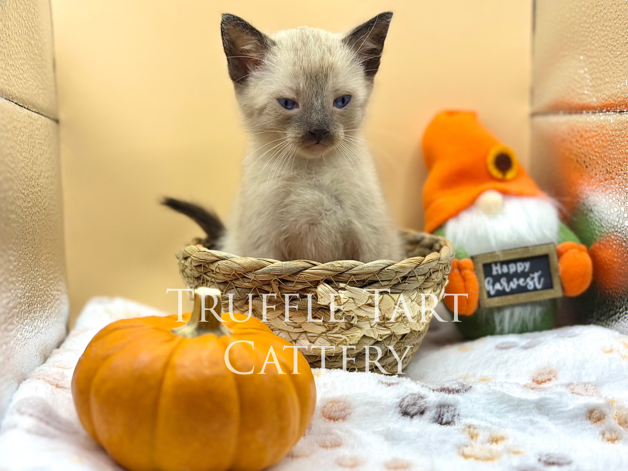 Siamese Kittens image 2