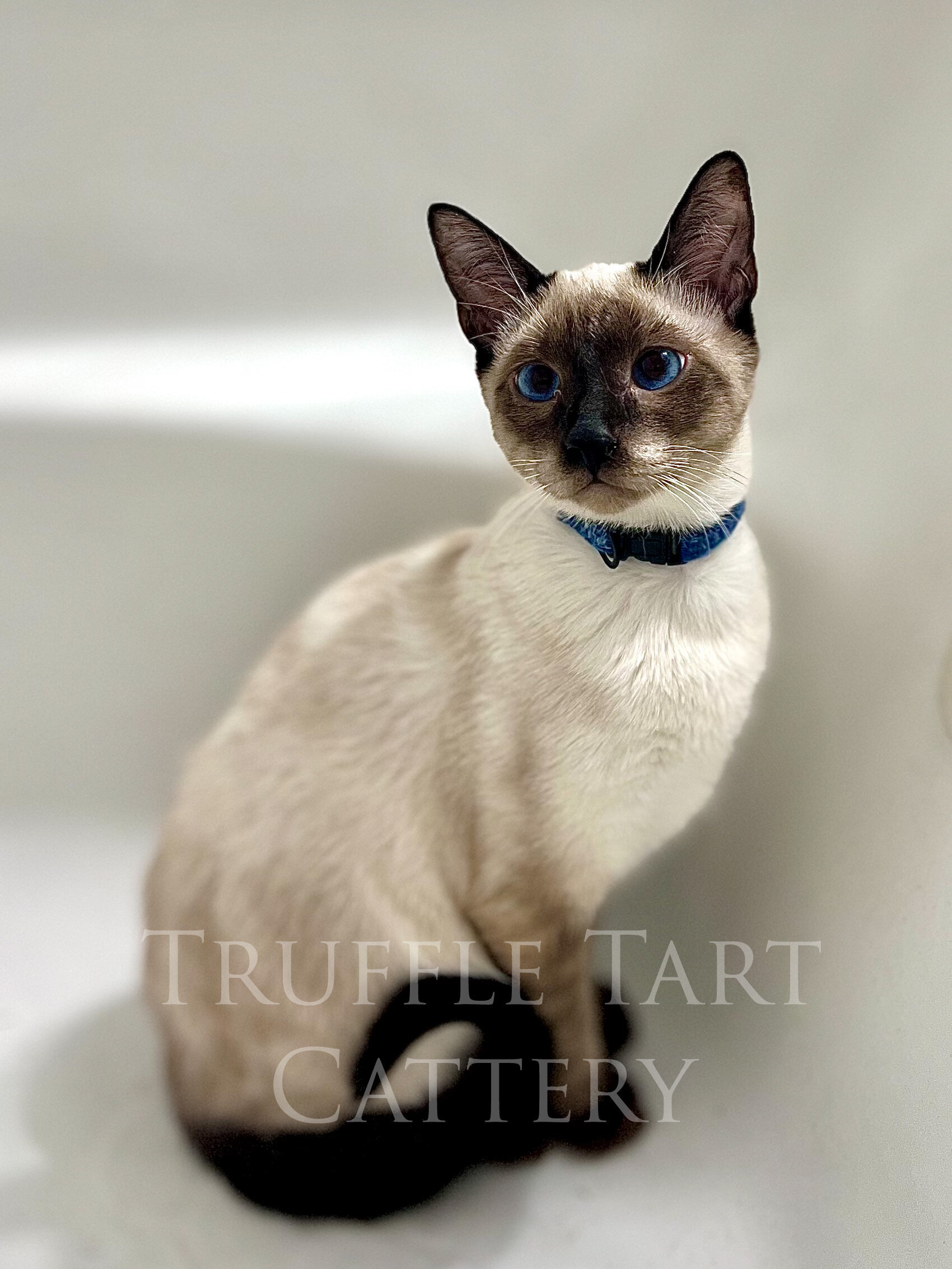 Siamese Kittens image 5