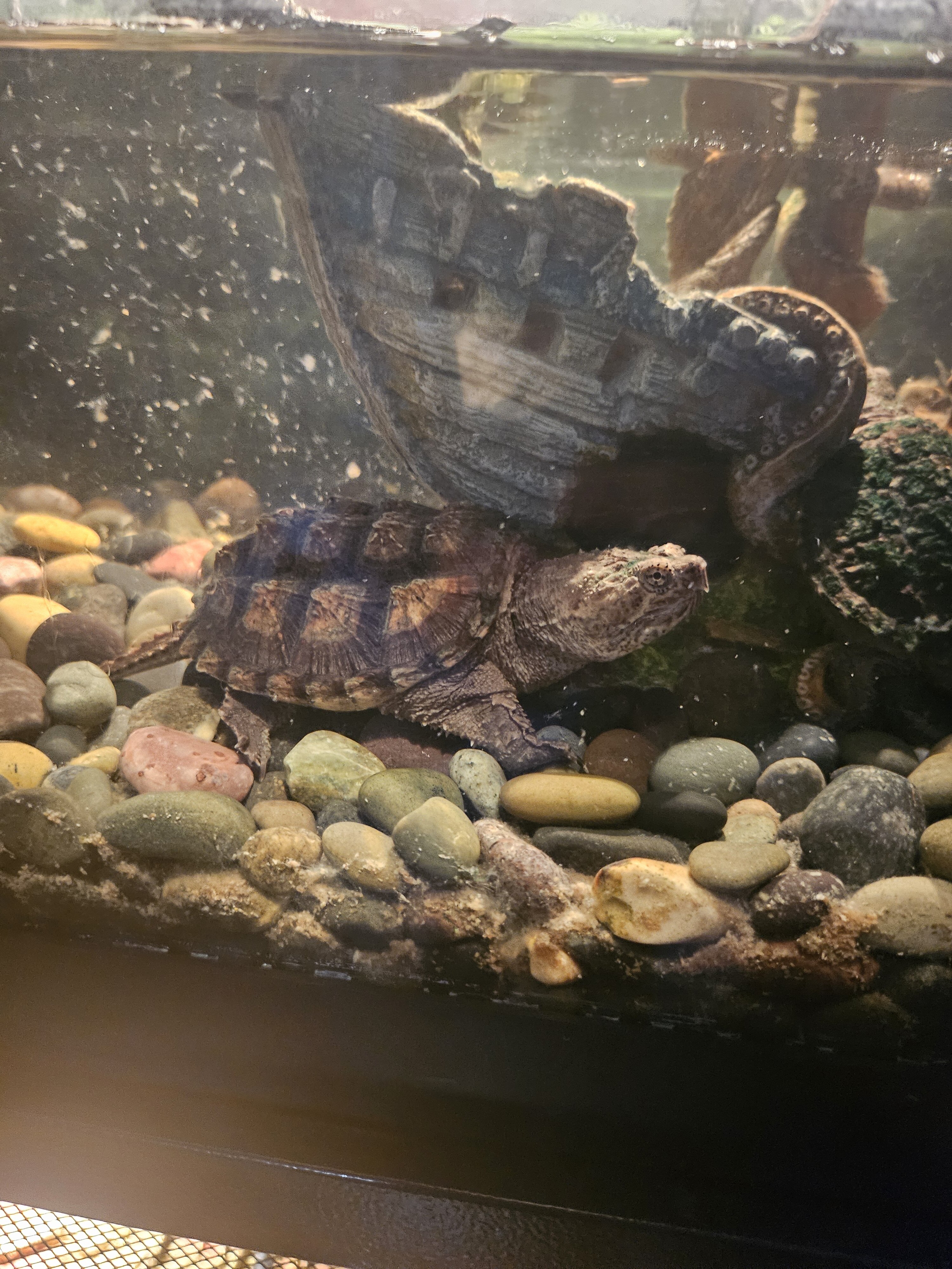 Turtles with tank and accessories image 5
