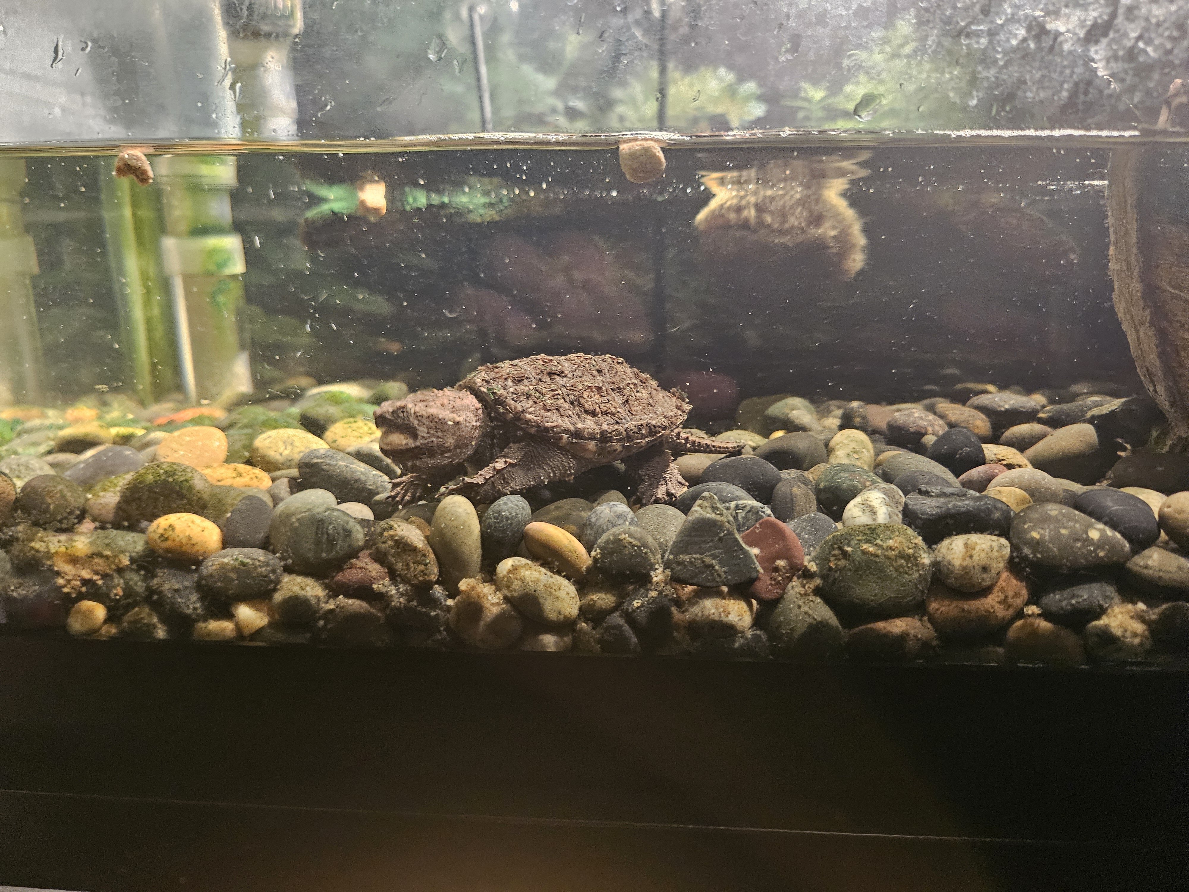 Turtles with tank and accessories image 3