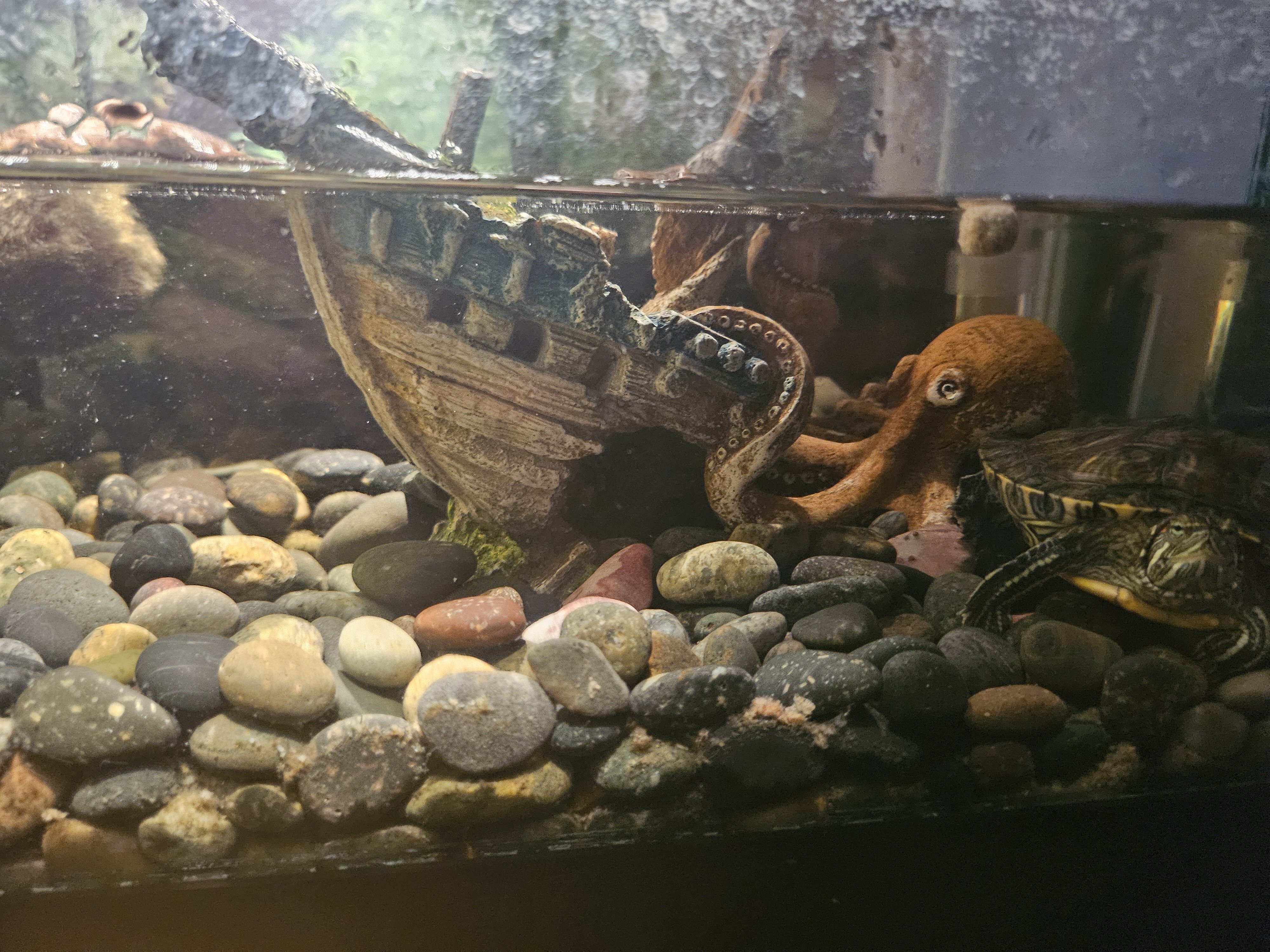 Turtles with tank and accessories image 2
