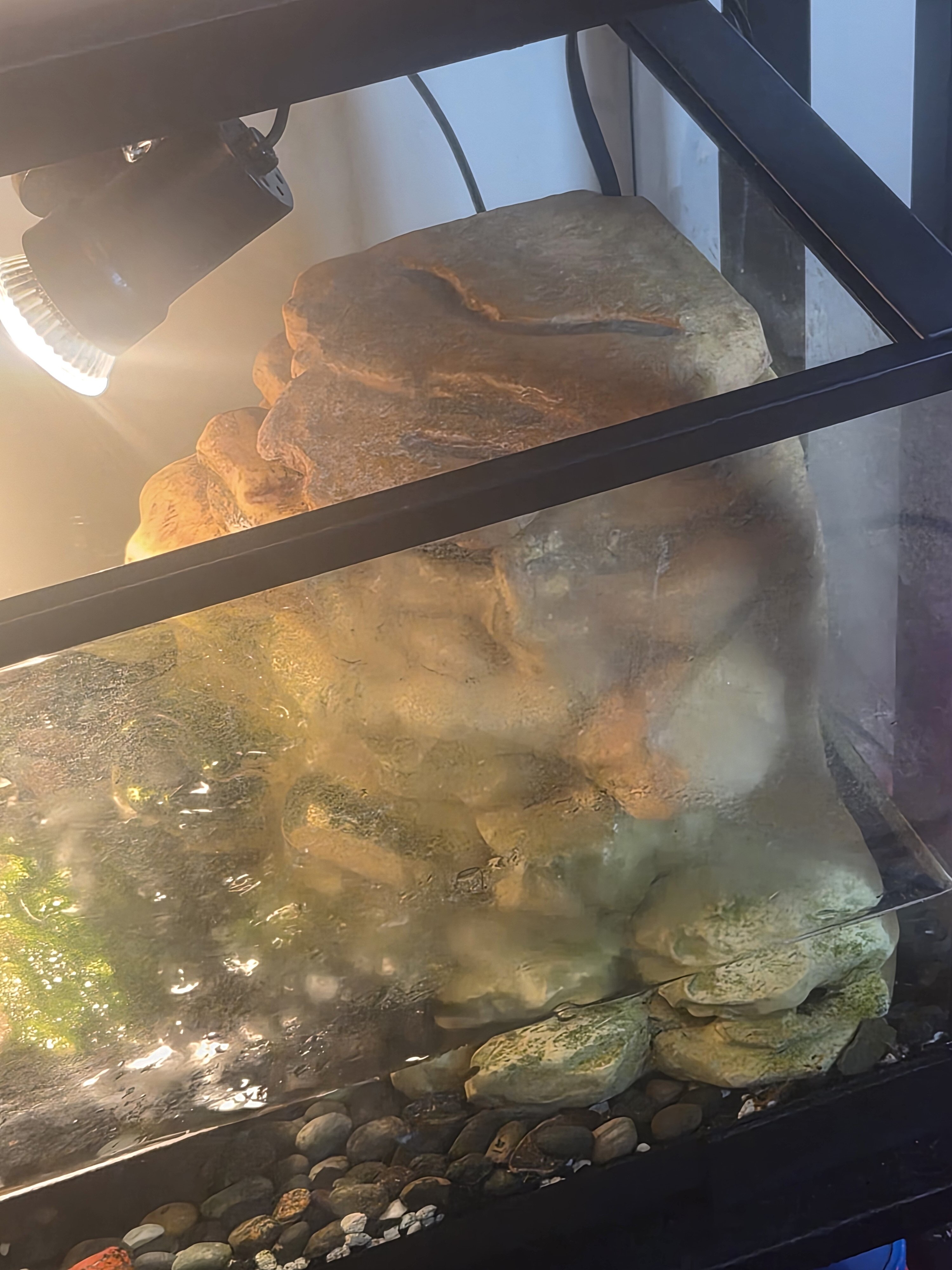 Turtles with tank and accessories image 1