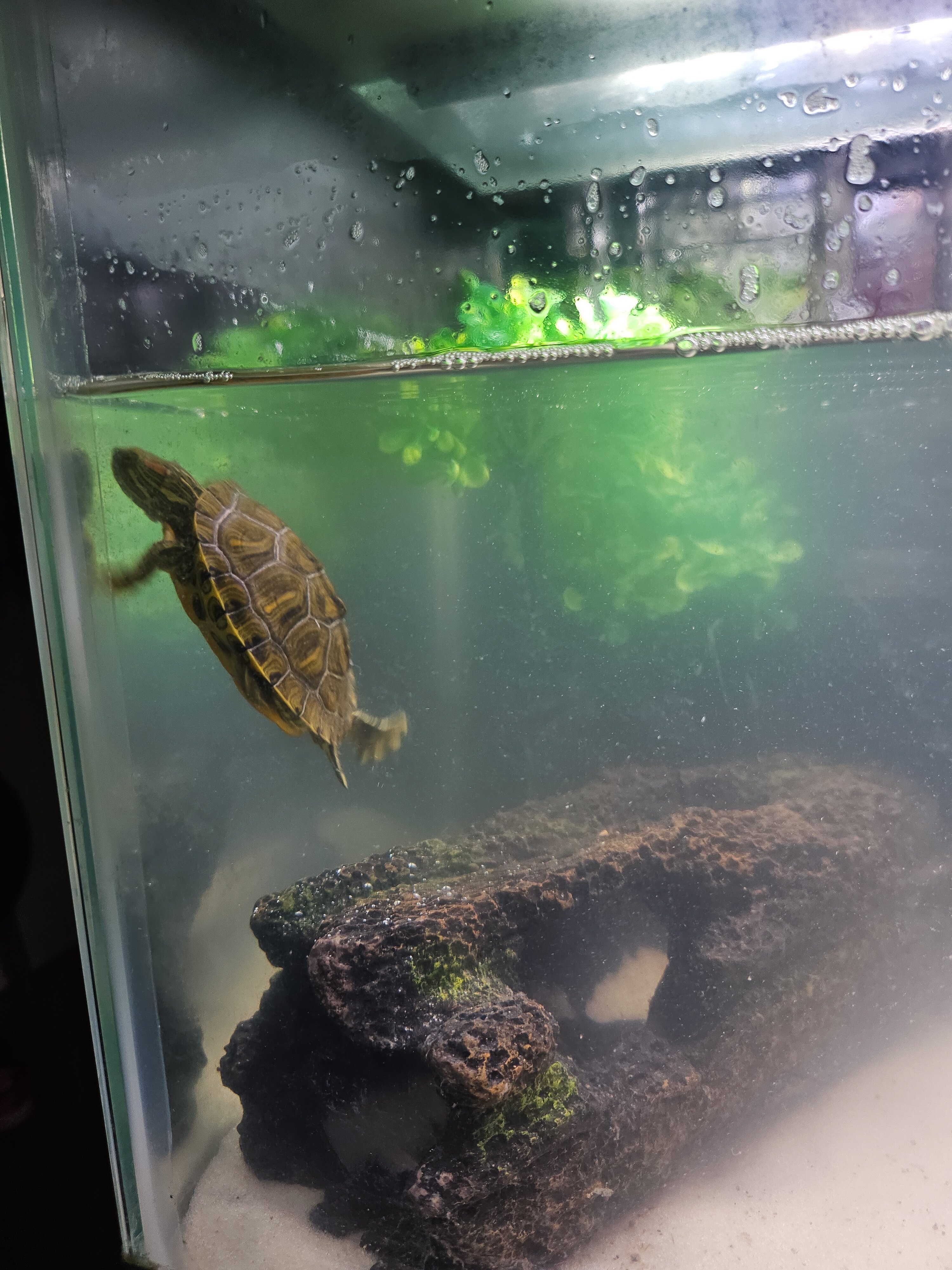 Turtles with tank and accessories image 4