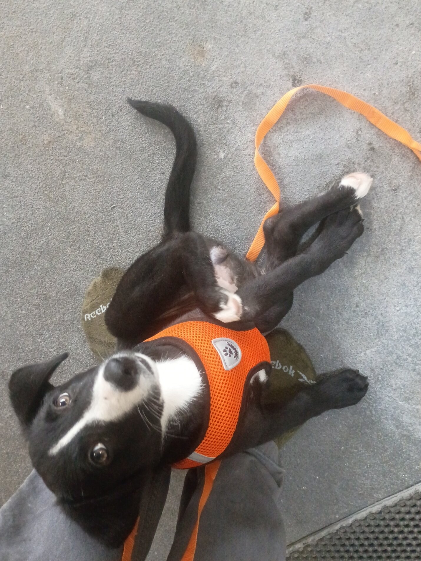 Pure bred border collie puppy image 1