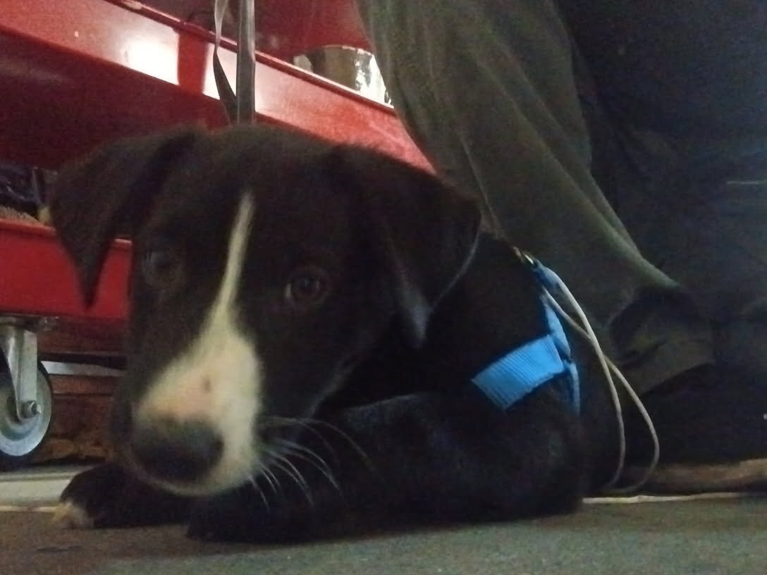 Pure bred border collie puppy image 2