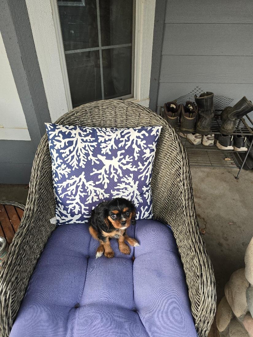 King Charles Cavalier puppy, female, Tri color image 3