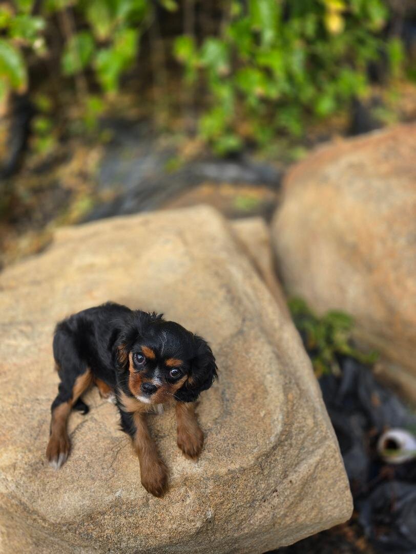 King Charles Cavalier puppy, female, Tri color image 1
