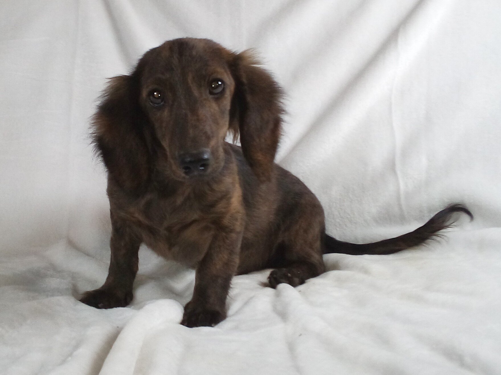 Shaded Red Brindle Boy image 2
