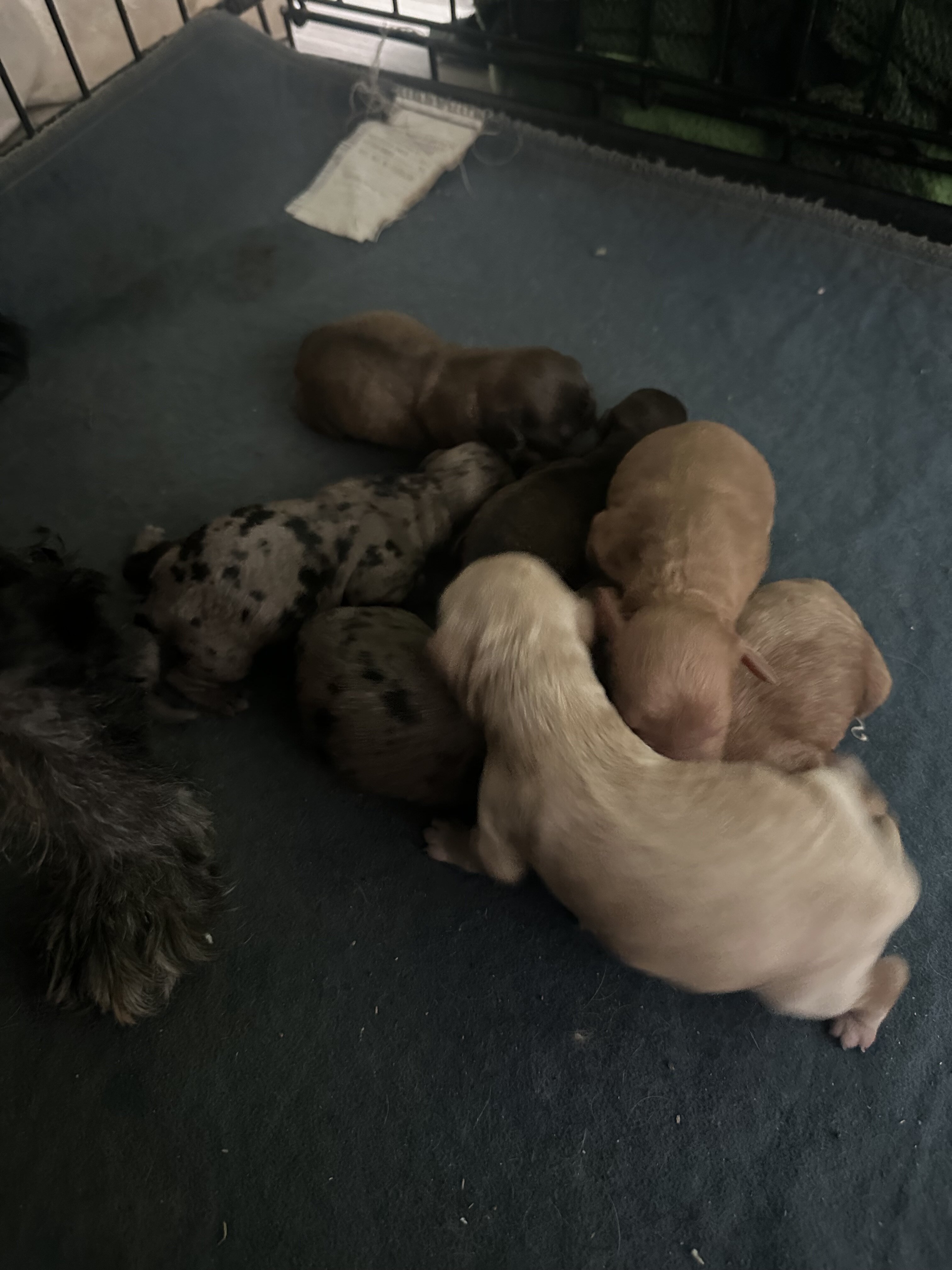 Mini comfort goldendoodles image 2