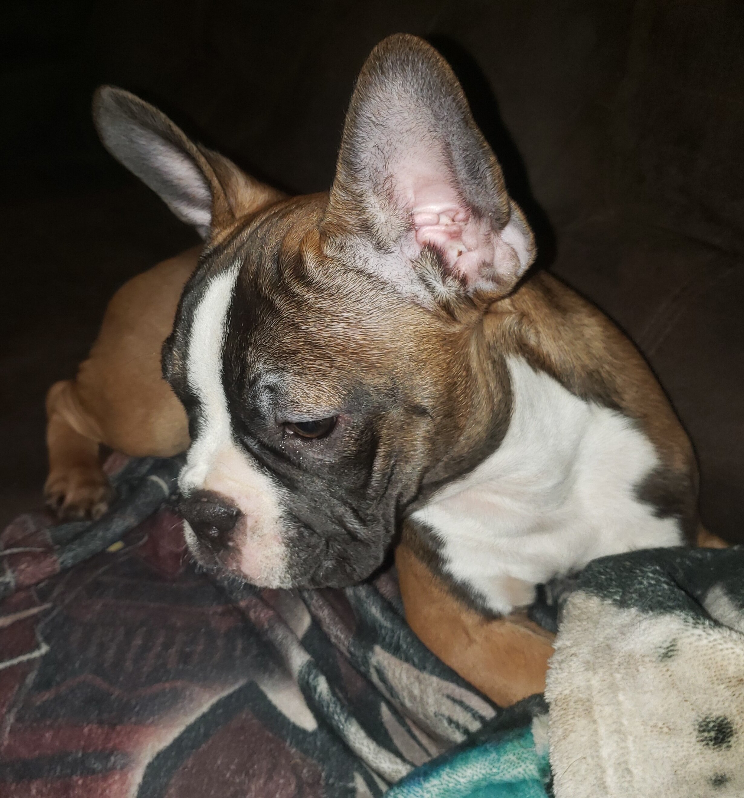 Frenchie babies image 1
