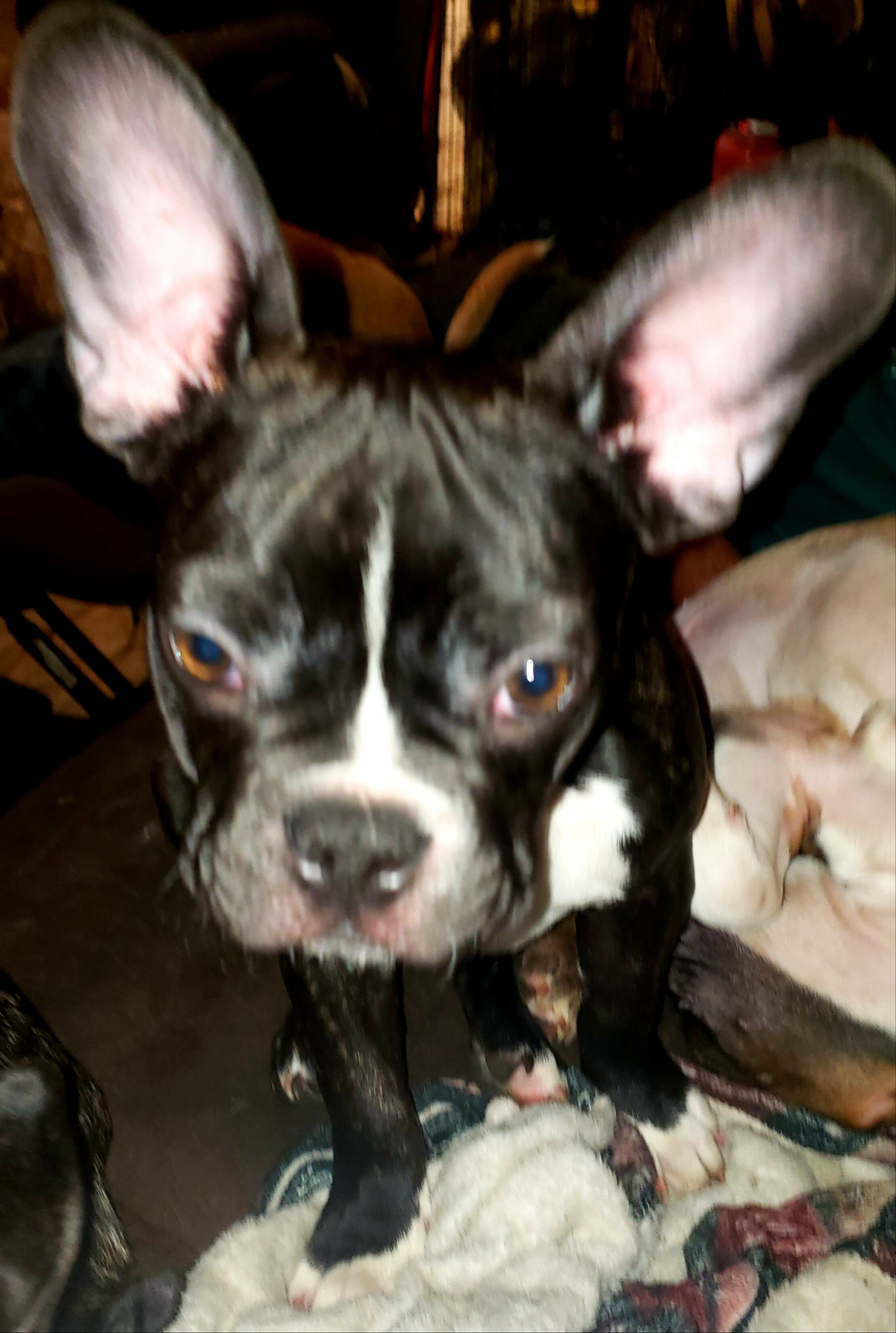Frenchie babies image 2