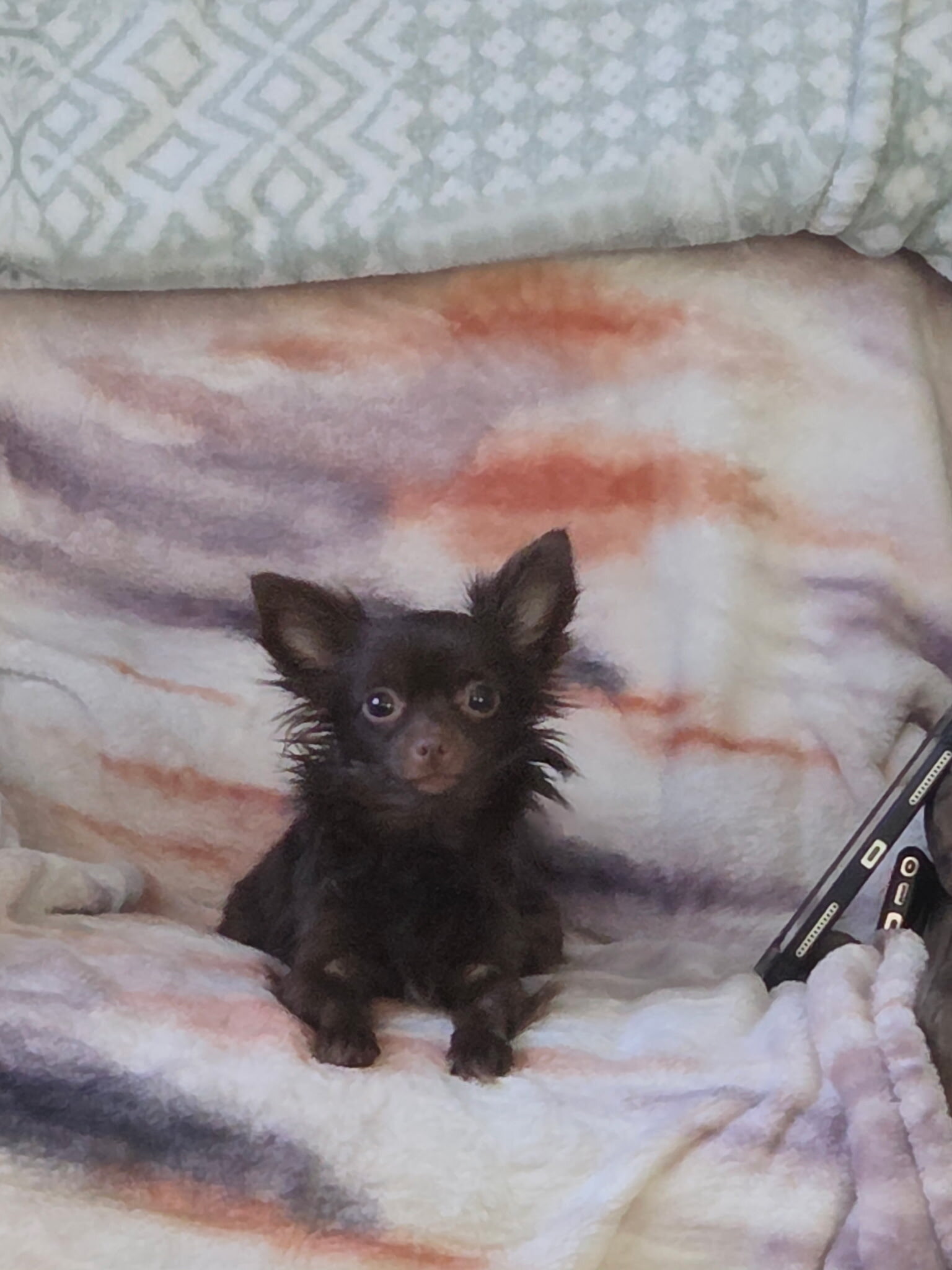 Long hair teecup chihuahua puppies image 7