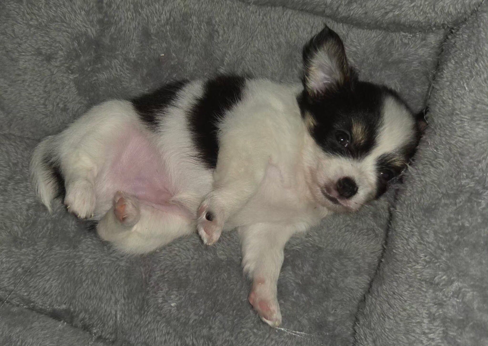 Long hair teecup chihuahua puppies image 4