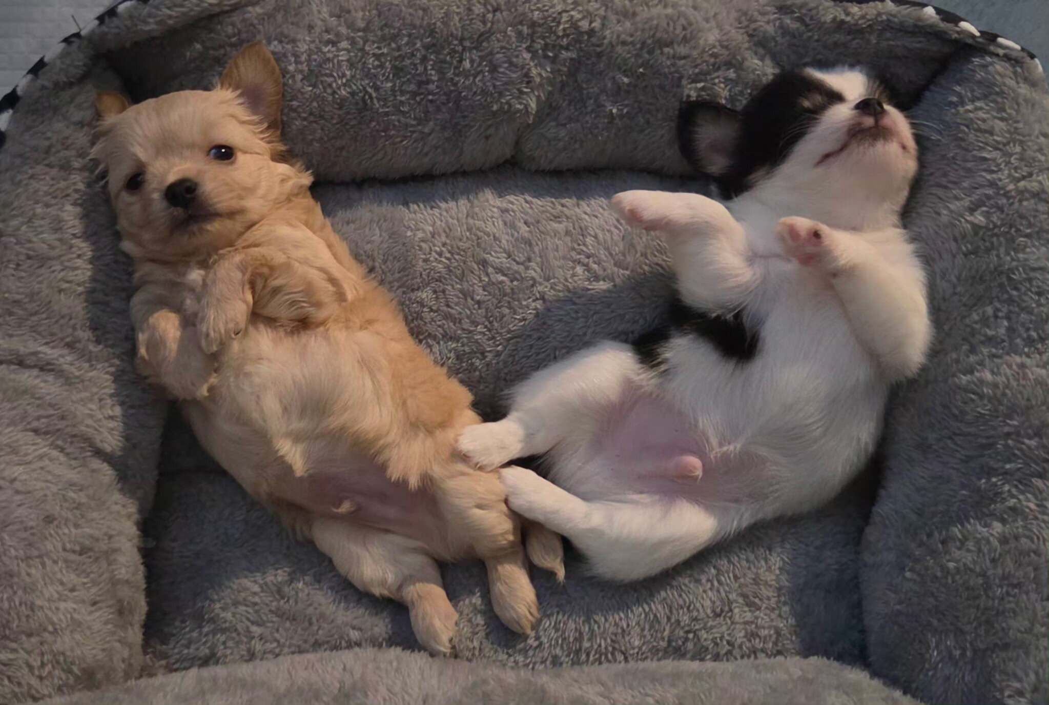 Long hair teecup chihuahua puppies image 2
