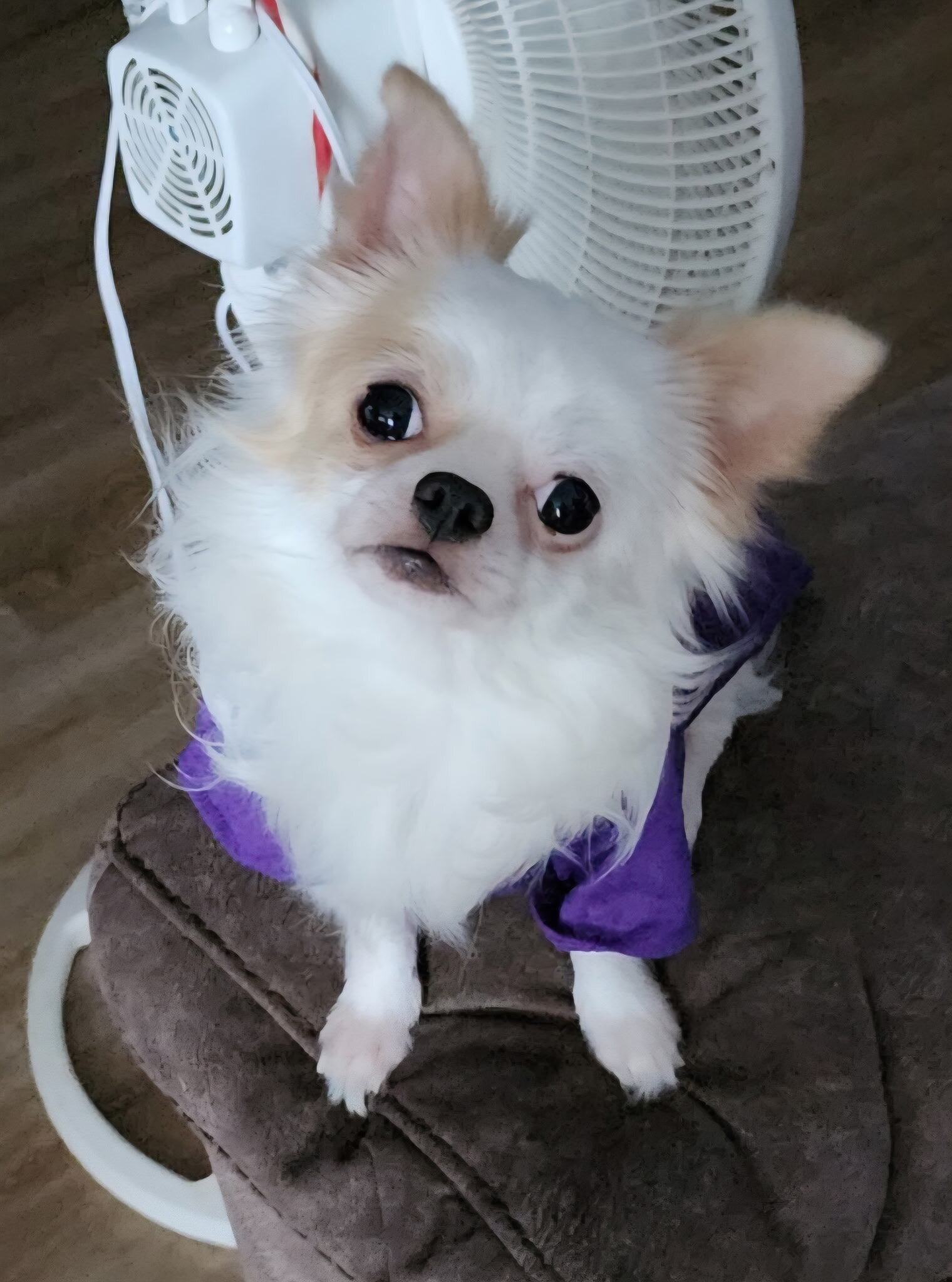 Long hair teecup chihuahua puppies image 3