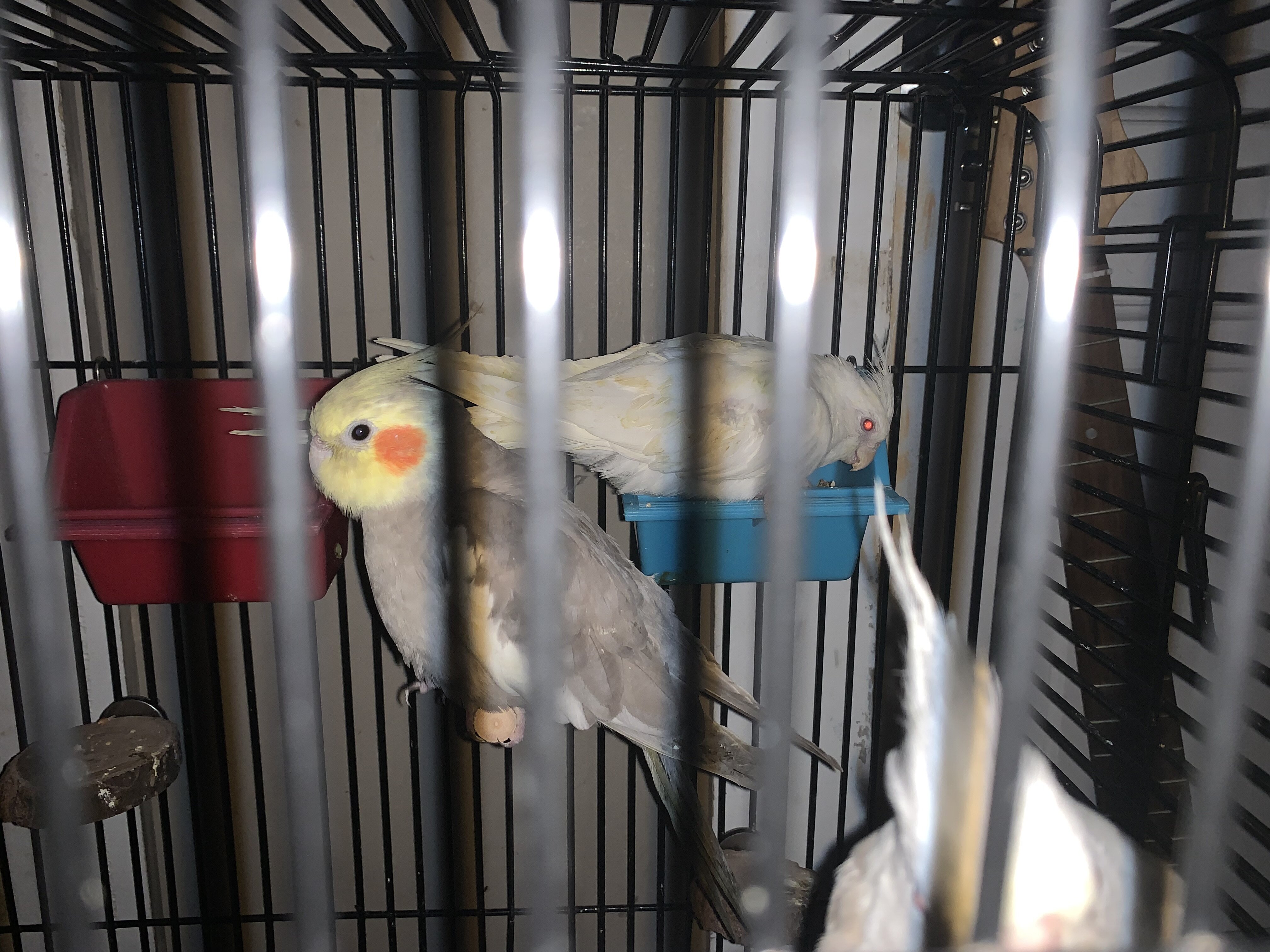 Cockatiel image 1
