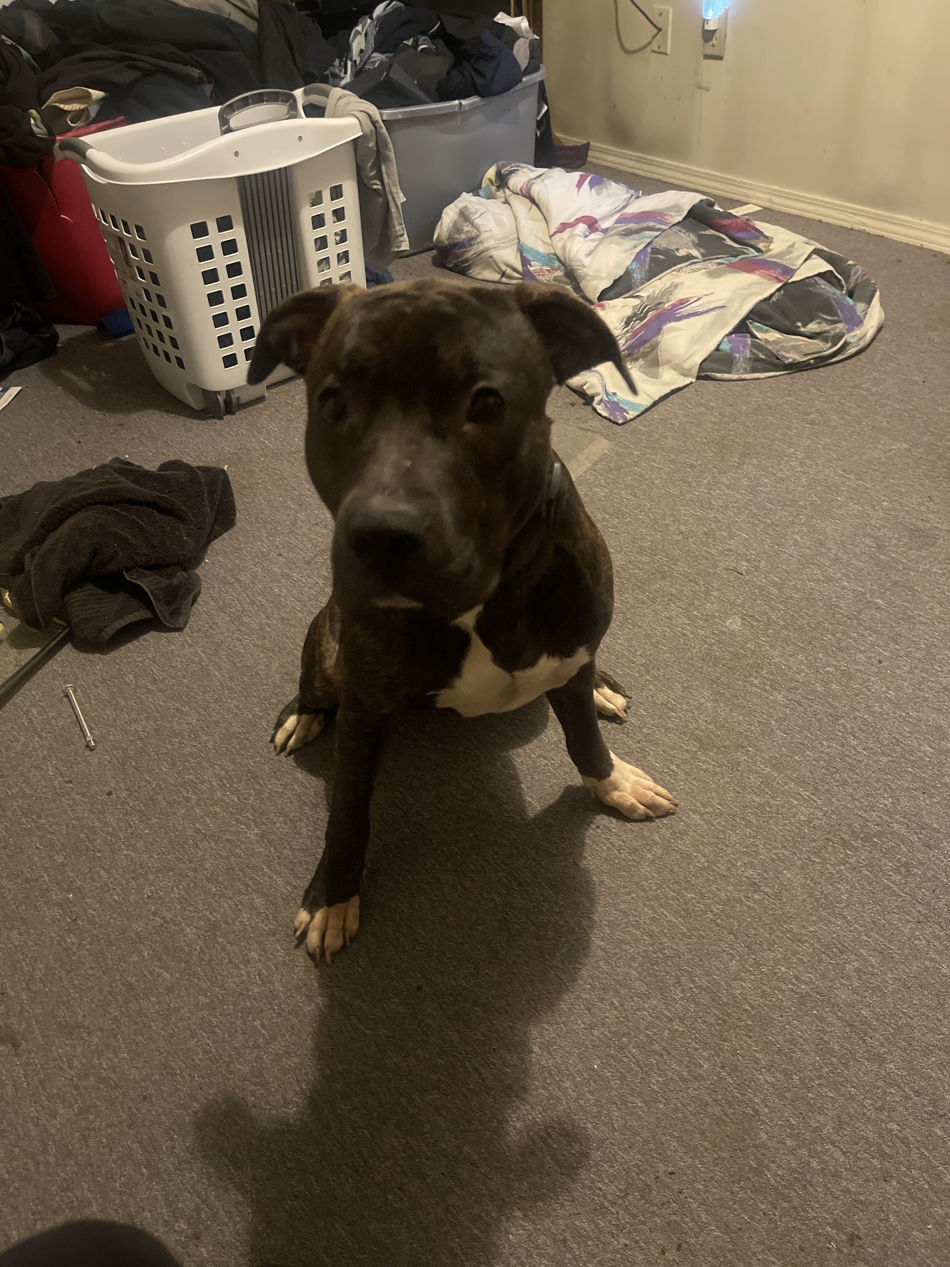 Dog image 1