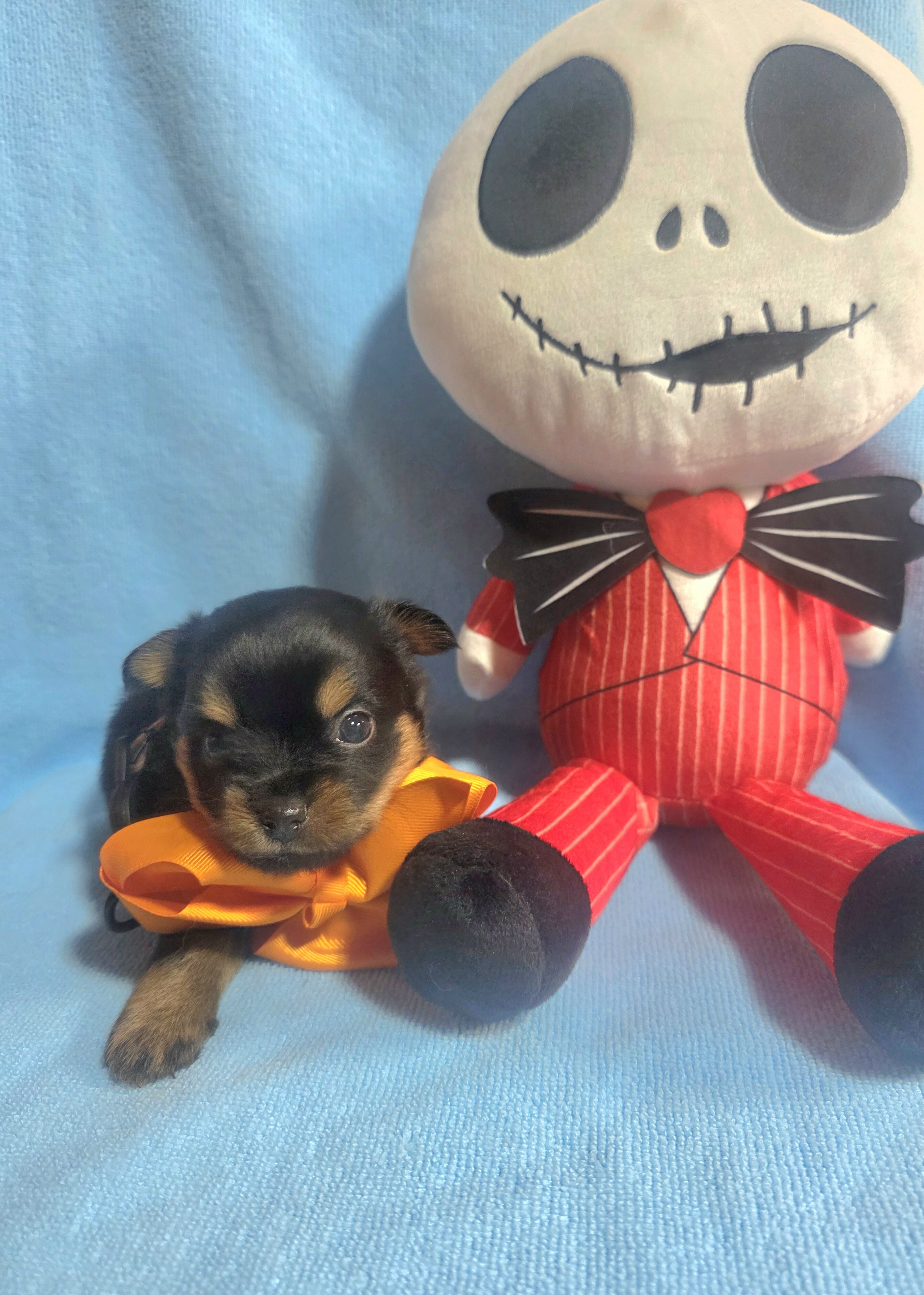 Tiny Yoranian puppies image 8