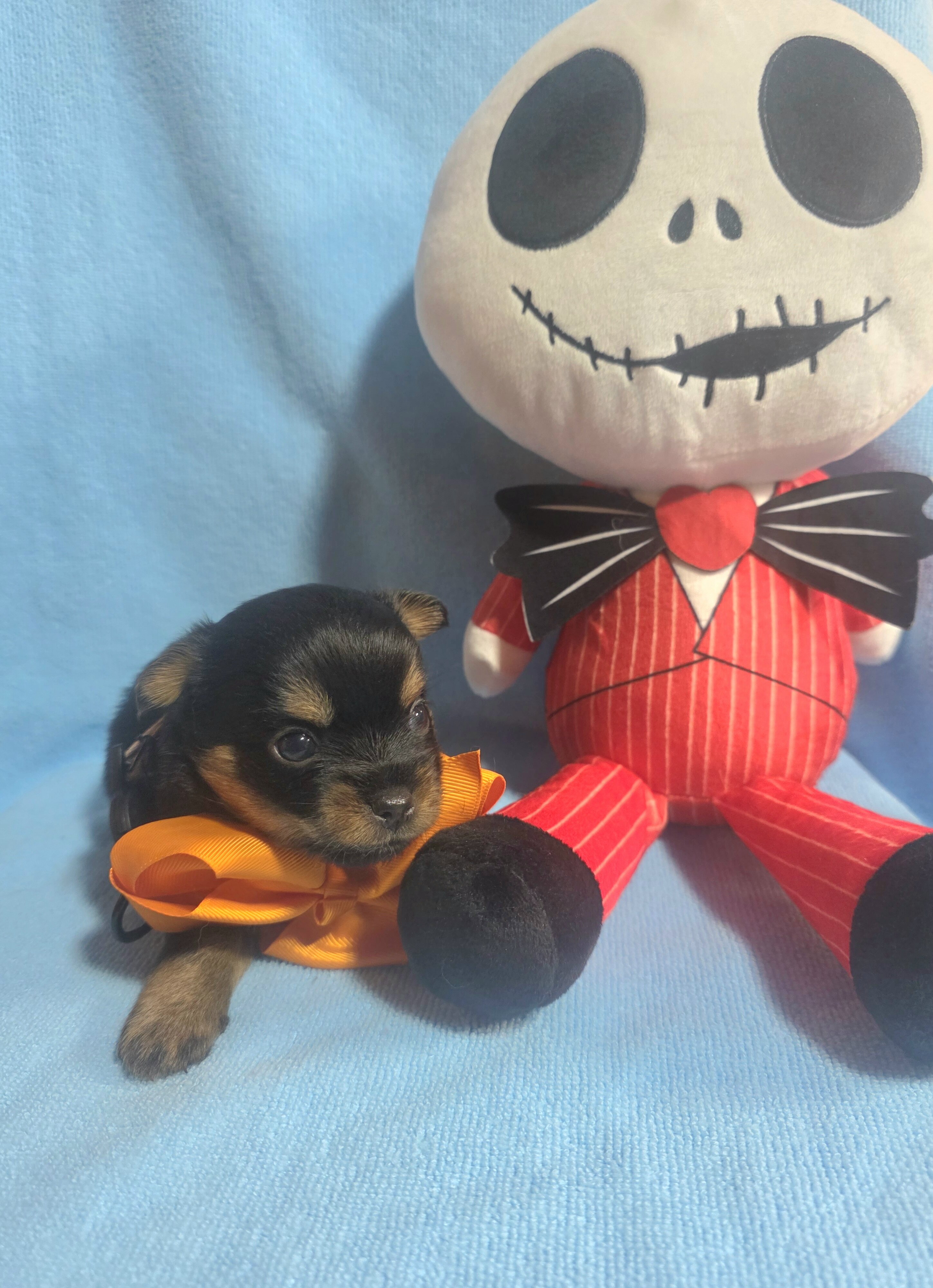 Tiny Yoranian puppies image 7