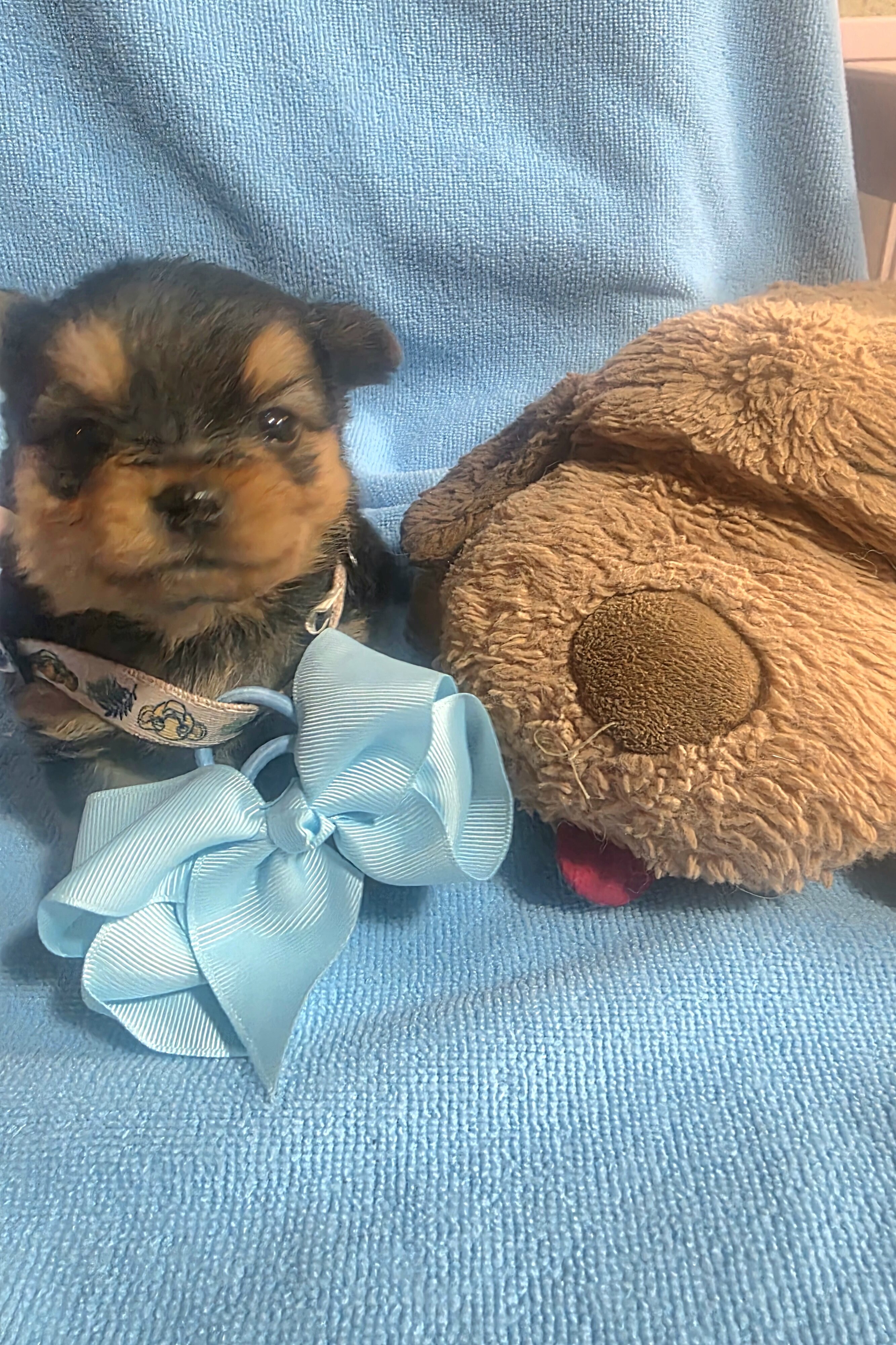 Tiny Yoranian puppies image 5